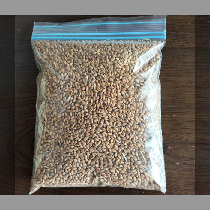 自然栽培】玄小麦 500g：山梨県産の麦｜食べチョク｜産地直送(産直)お