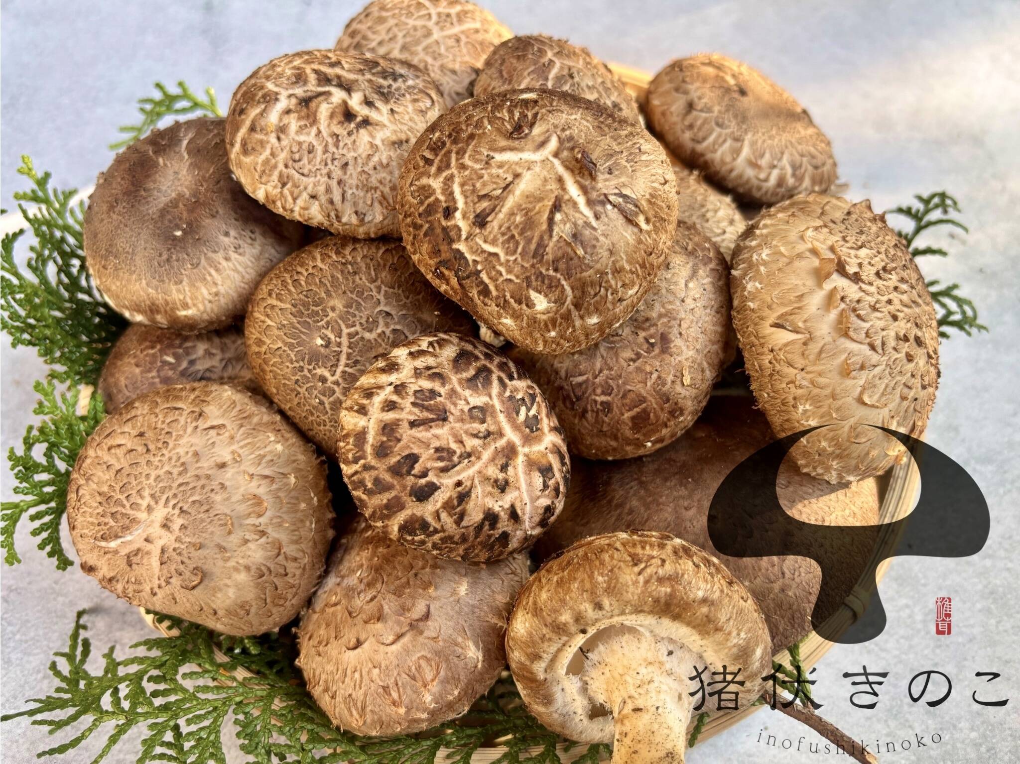 たっぷりお買い得】1.8kg 原木栽培 生しいたけ 原木椎茸：大分県産の