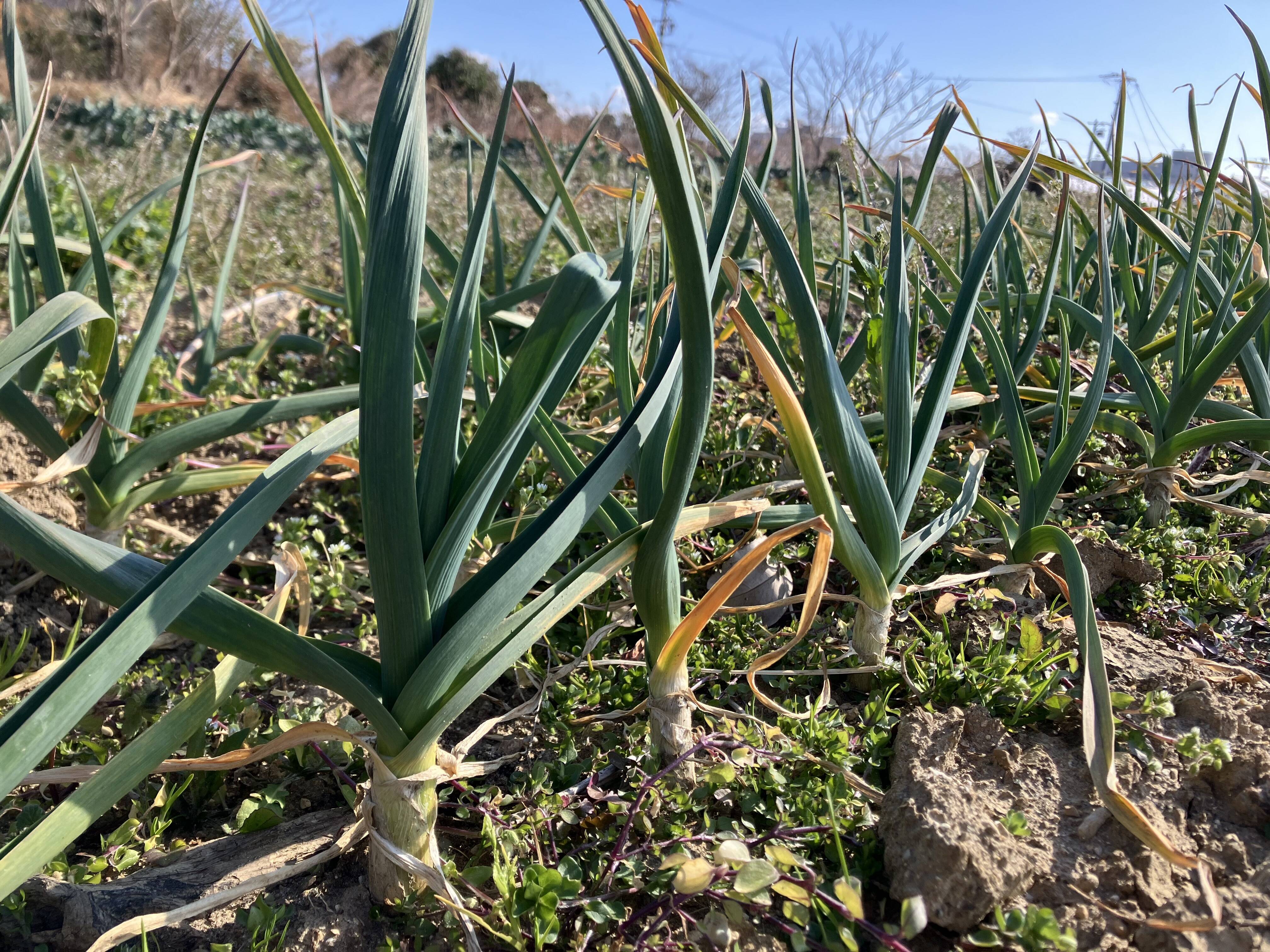 今が旬！爽やか！葉にんにく｜食べチョク｜産地直送(産直)お取り寄せ