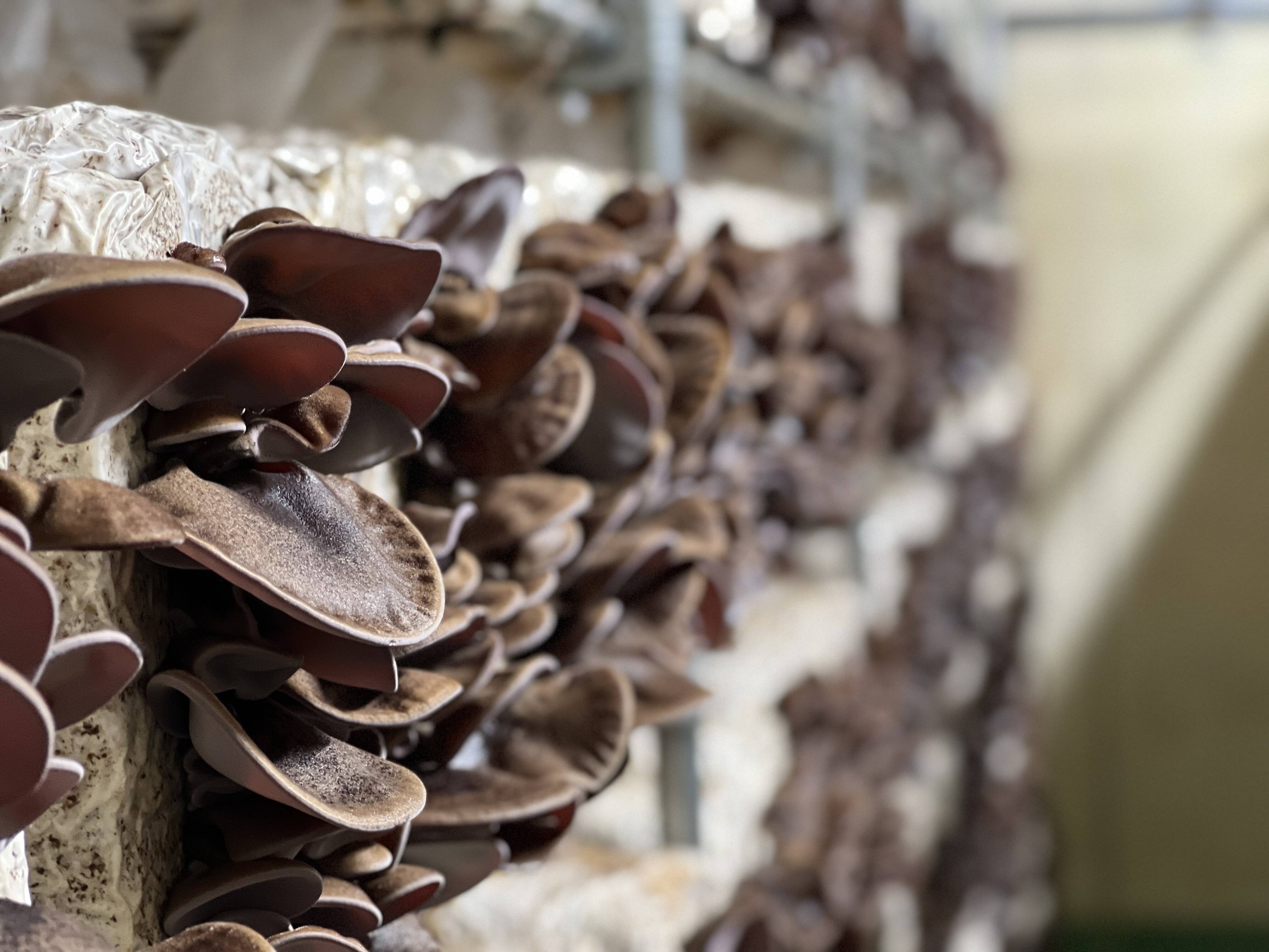 静岡ラボへのレビュー 商品 静岡県 食べチョク 産地直送 産直 お取り寄せ通販 農家 漁師から旬の食材を直送 静岡ラボへのレビュー 商品 静岡県 食べチョク 産地直送 産直 お取り寄せ通販 農家 漁師から旬の食材を直送