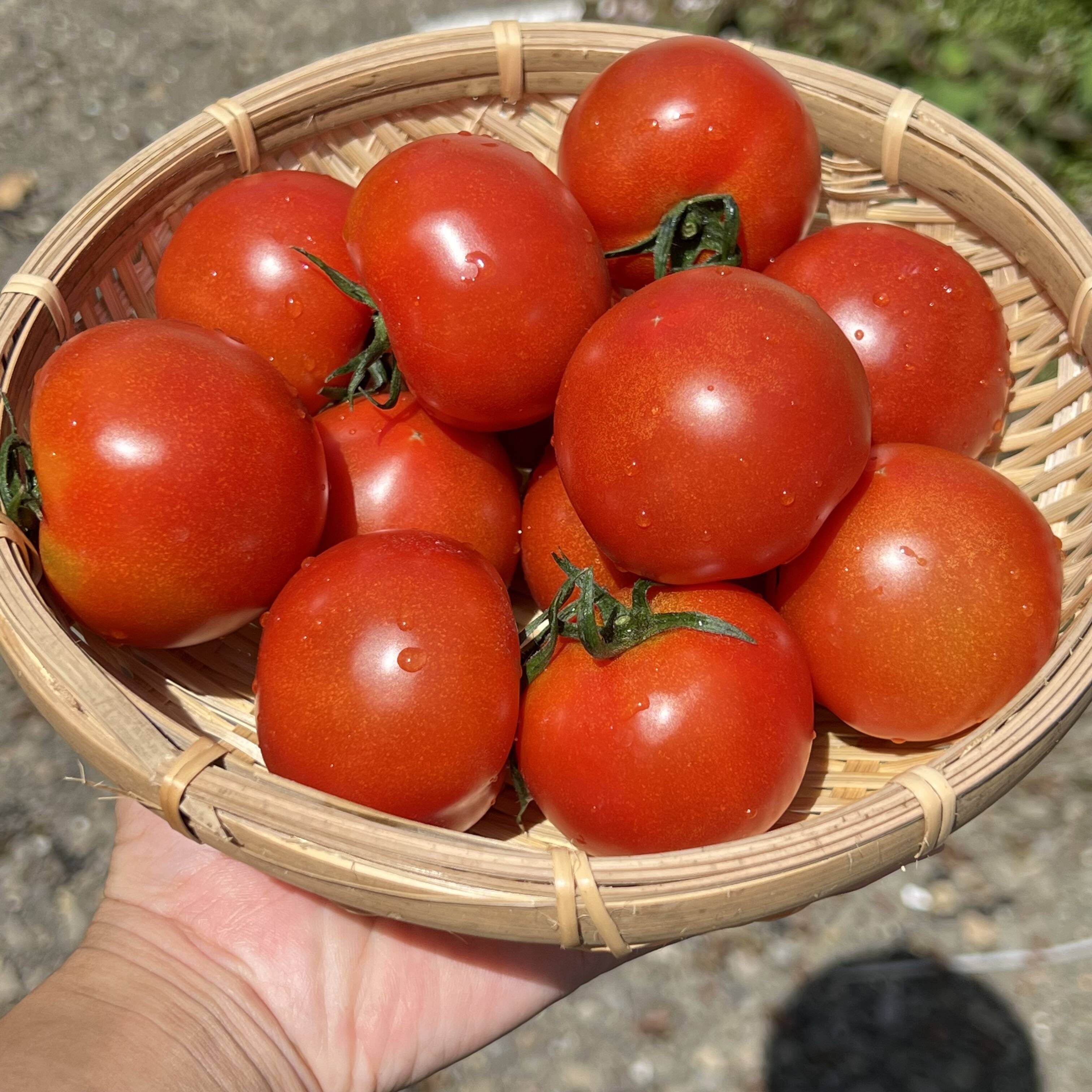 Wmica1030Wフルティカトマト フルティカ 中玉トマト ｜ 品種カタログ ｜ タキイの野菜