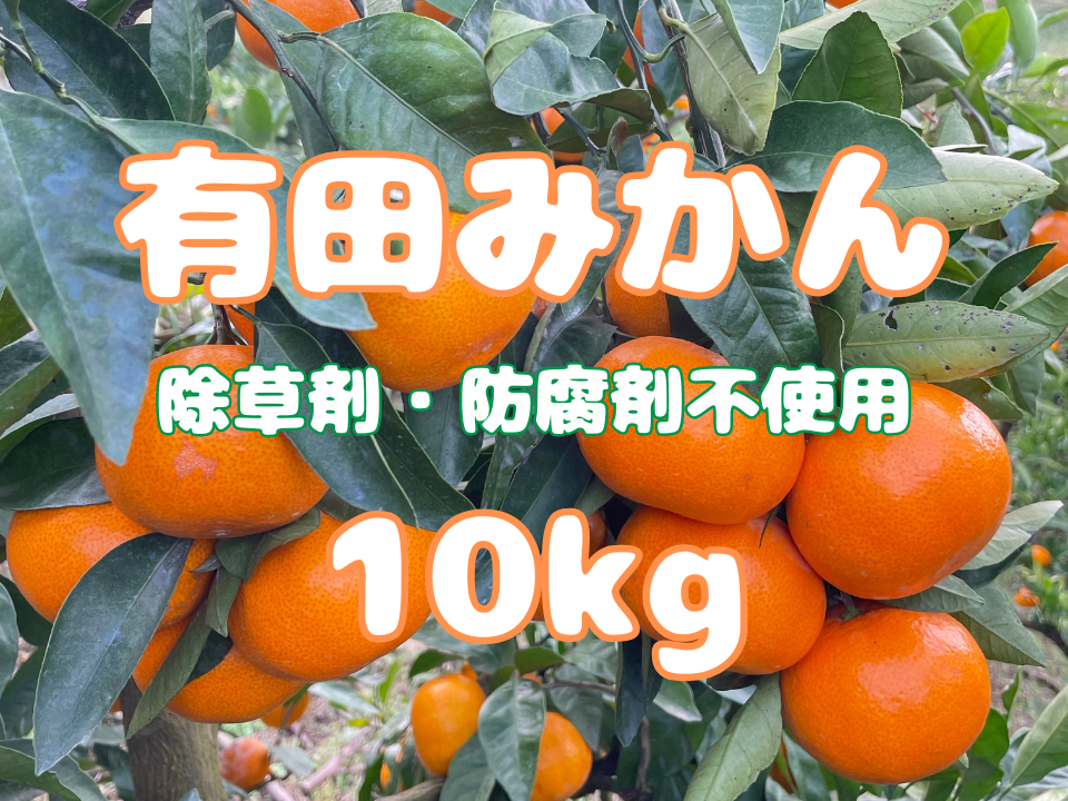 弾ける果汁！濃厚！有田みかん 10kg 和歌山産：和歌山県産の果物｜食べ