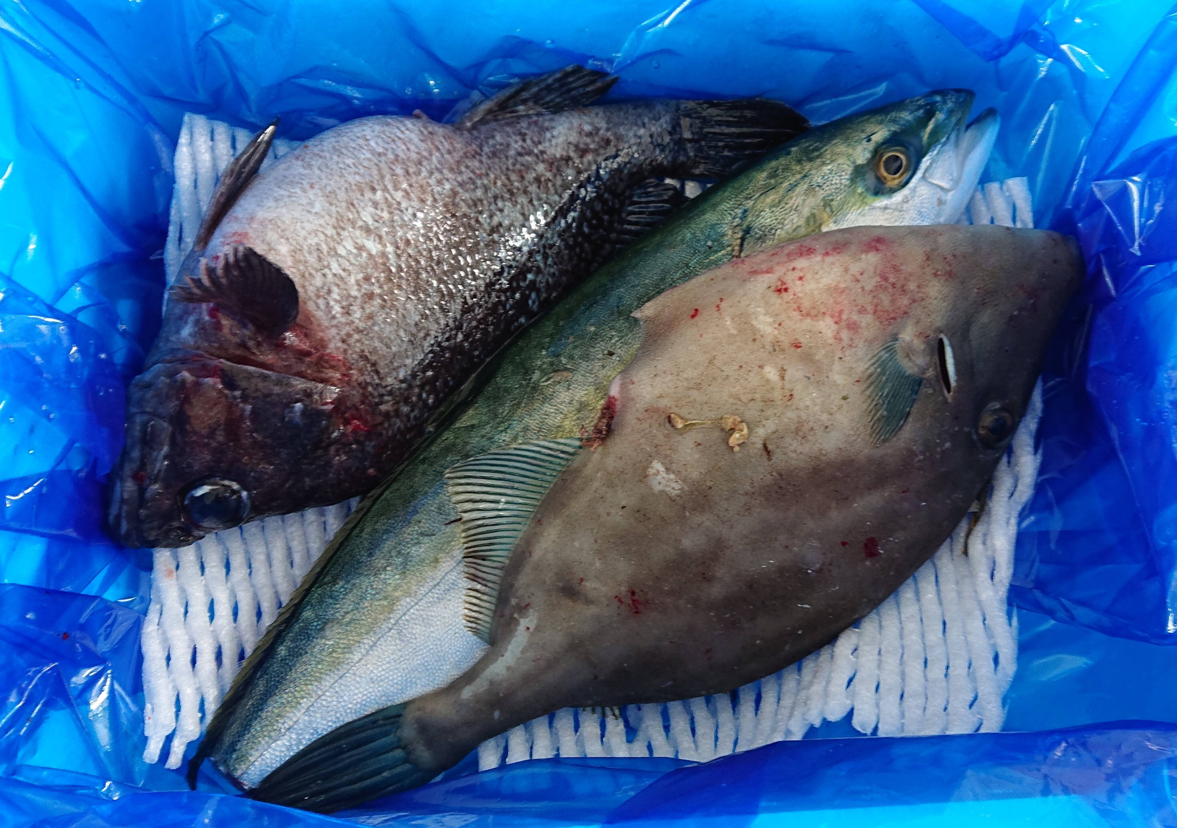 新潟県粟島産 鮮魚box 新潟県産 食べチョク 農家 漁師の産直ネット通販 旬の食材を生産者直送