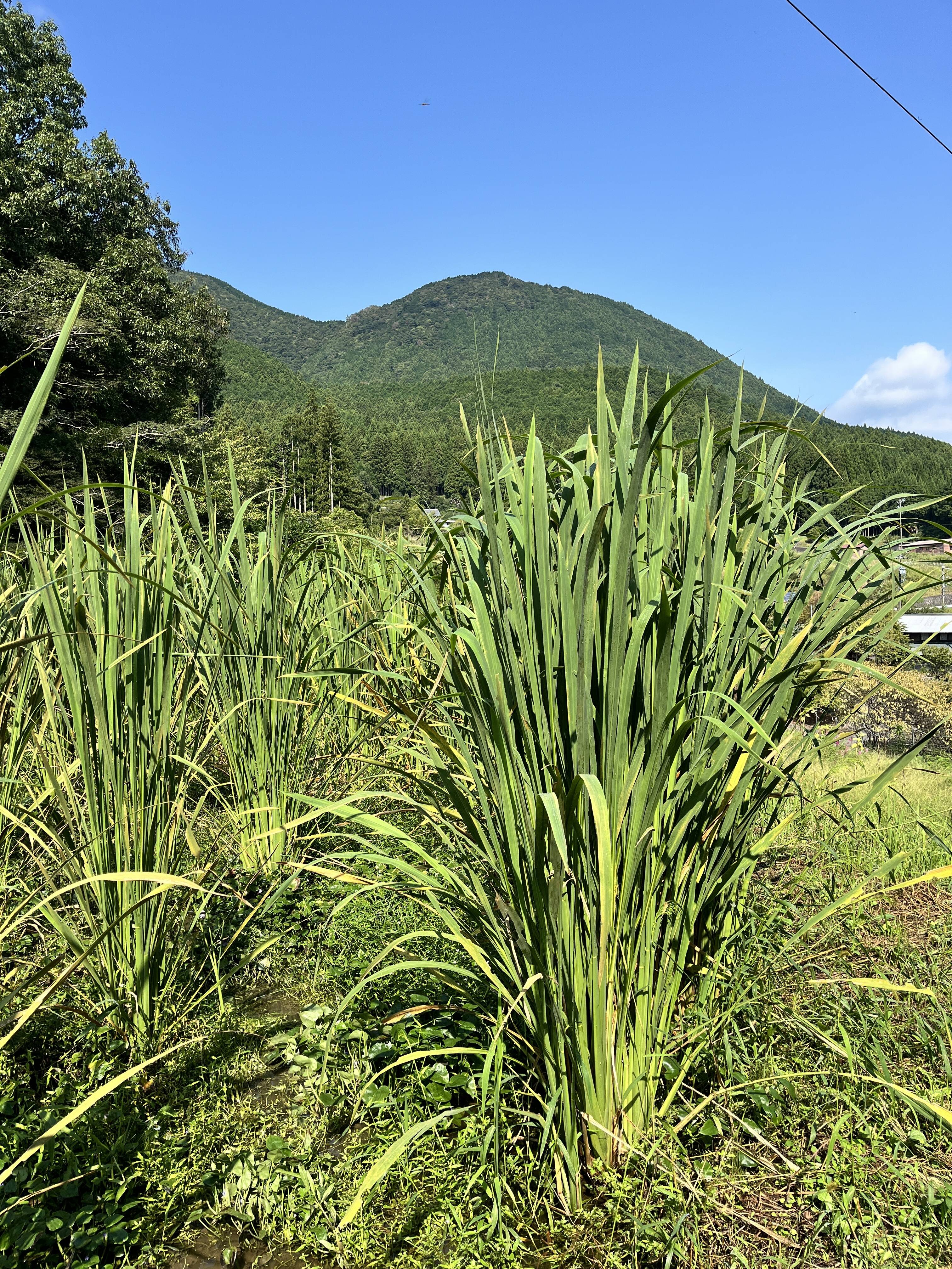 神が宿る草 まこもだけ 真菰筍 1kg 三重県美杉町産：三重県産の