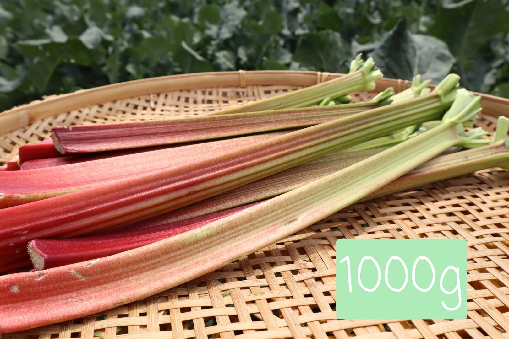 初夏限定 おうち De ジャム作り ルバーブ 1キロ From 名水の里 秦野市 神奈川県産のルバーブ 食べチョク 産地直送 産直 お取り寄せ通販 農家 漁師から旬の食材を直送 初夏限定 おうち De ジャム作り ルバーブ 1キロ From 名水の里 秦野市 神奈川県産のルバーブ 食べチョク 産地直送 産直 お取り寄せ通販 農家 漁師から旬の食材を直送