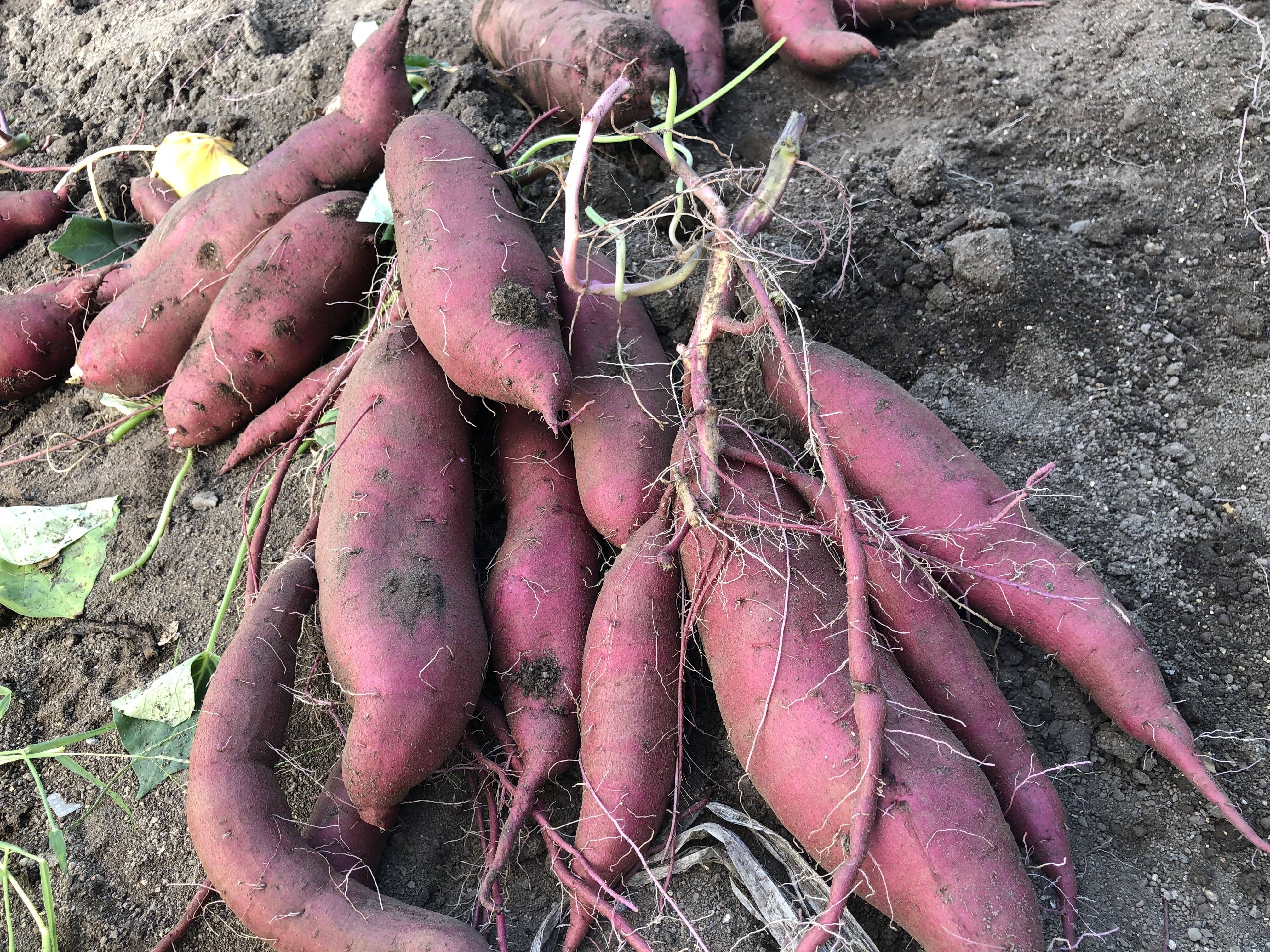 c284f86656ba2fe121658eb29454f0