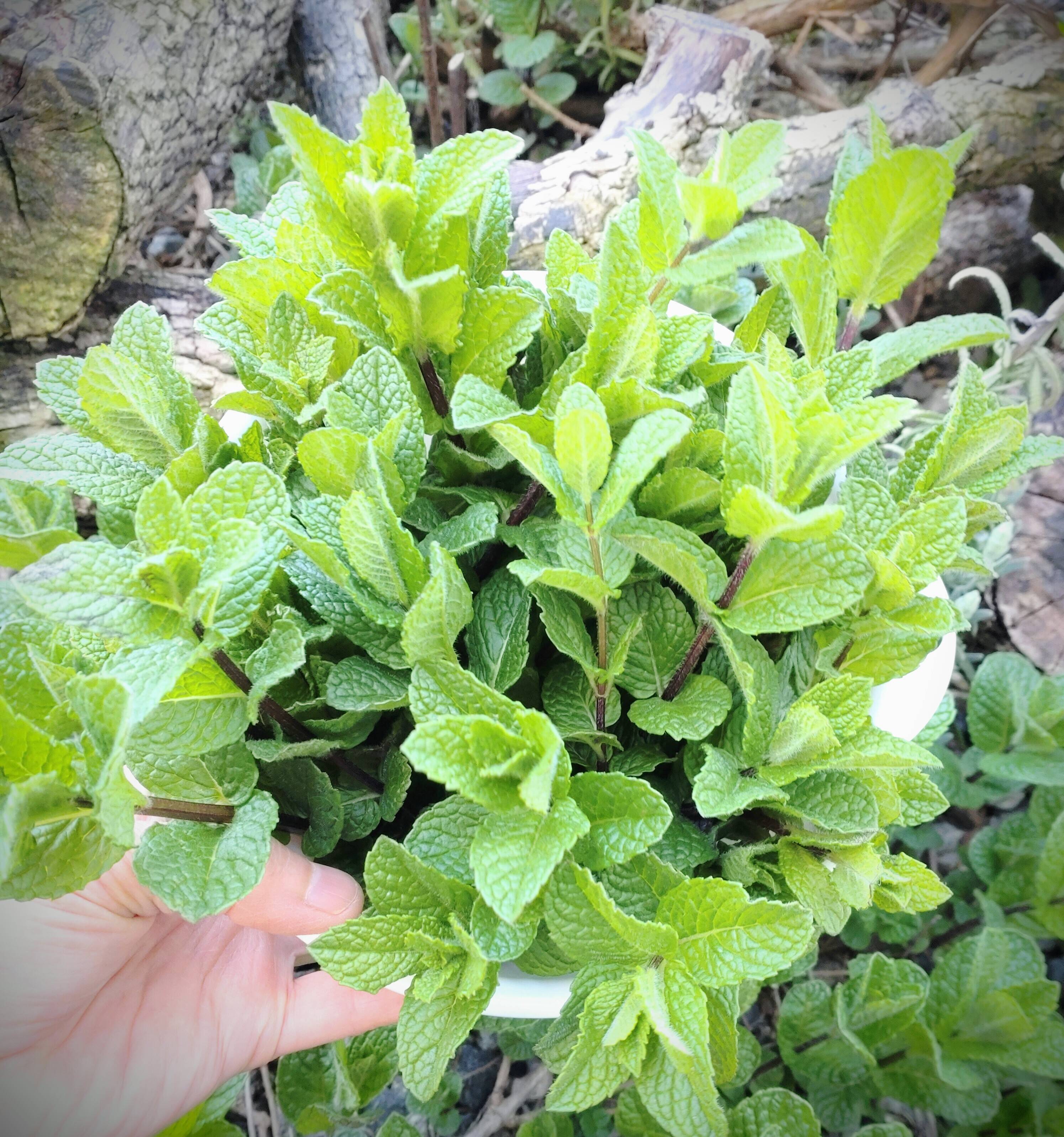 アップルミント🌿30本🌿ハーブ🌿摘みたて🌿りんごのような甘い香り