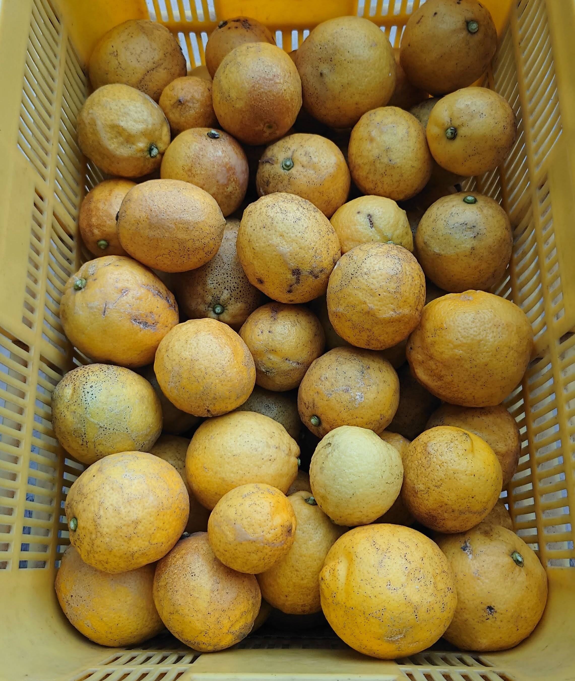 レモン 加工用10kg 【防腐剤・ワックス不使用】：愛媛県産のみかん