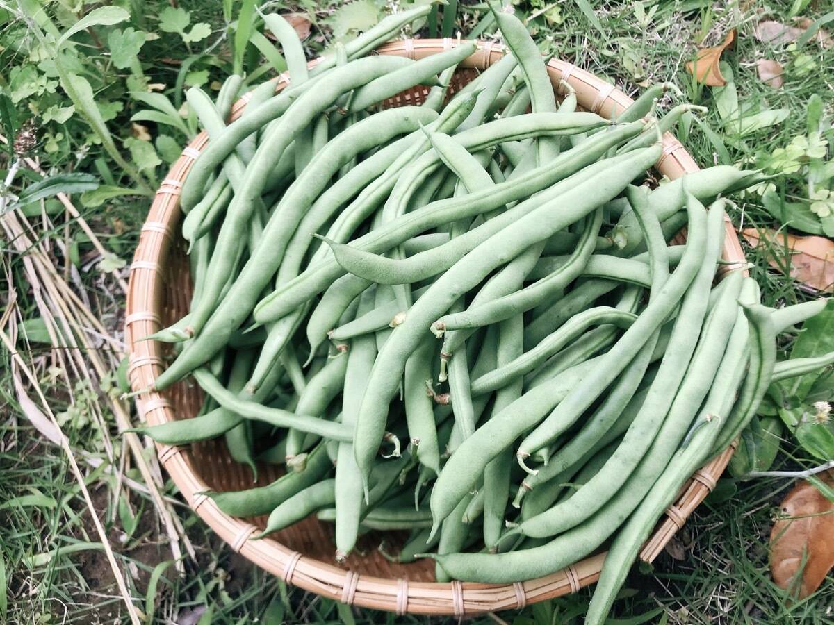 季節限定 インゲン1kg 無農薬 無肥料 千葉県産 食べチョク 農家 漁師の産直ネット通販 旬の食材を生産者直送