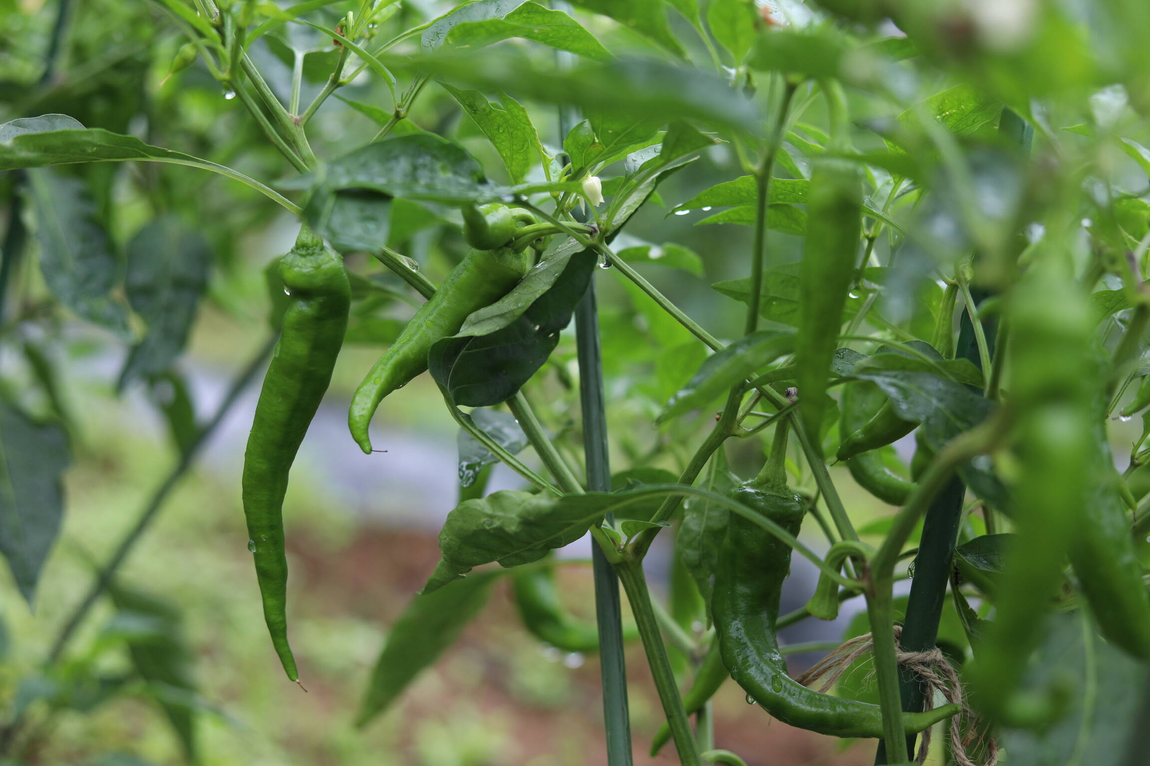 おもしろ野菜研究所へのレビュー・商品：神奈川県｜食べチョク｜産地