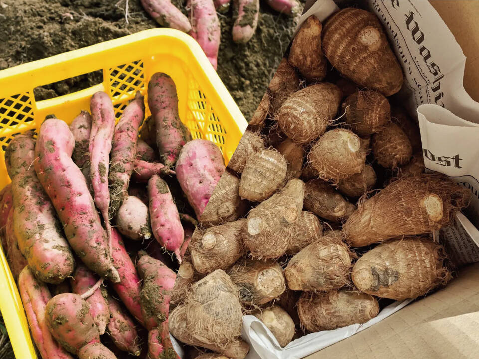 さつまいも食べ比べ×お得用里芋【計4kg】：岐阜県産の土垂｜食べ