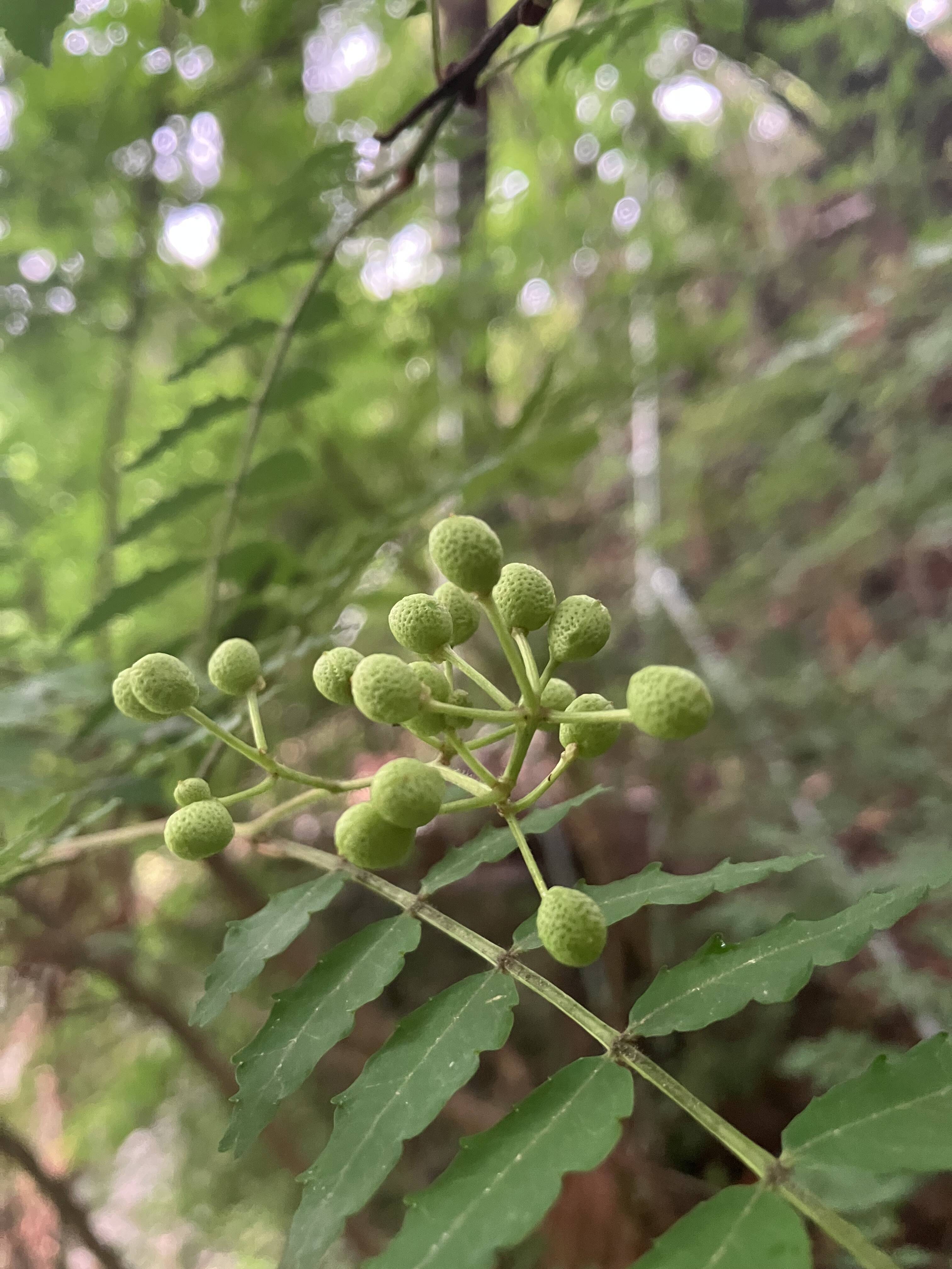 山椒の実：山梨県産のその他山椒（実・葉・花）｜食べチョク｜産地直送