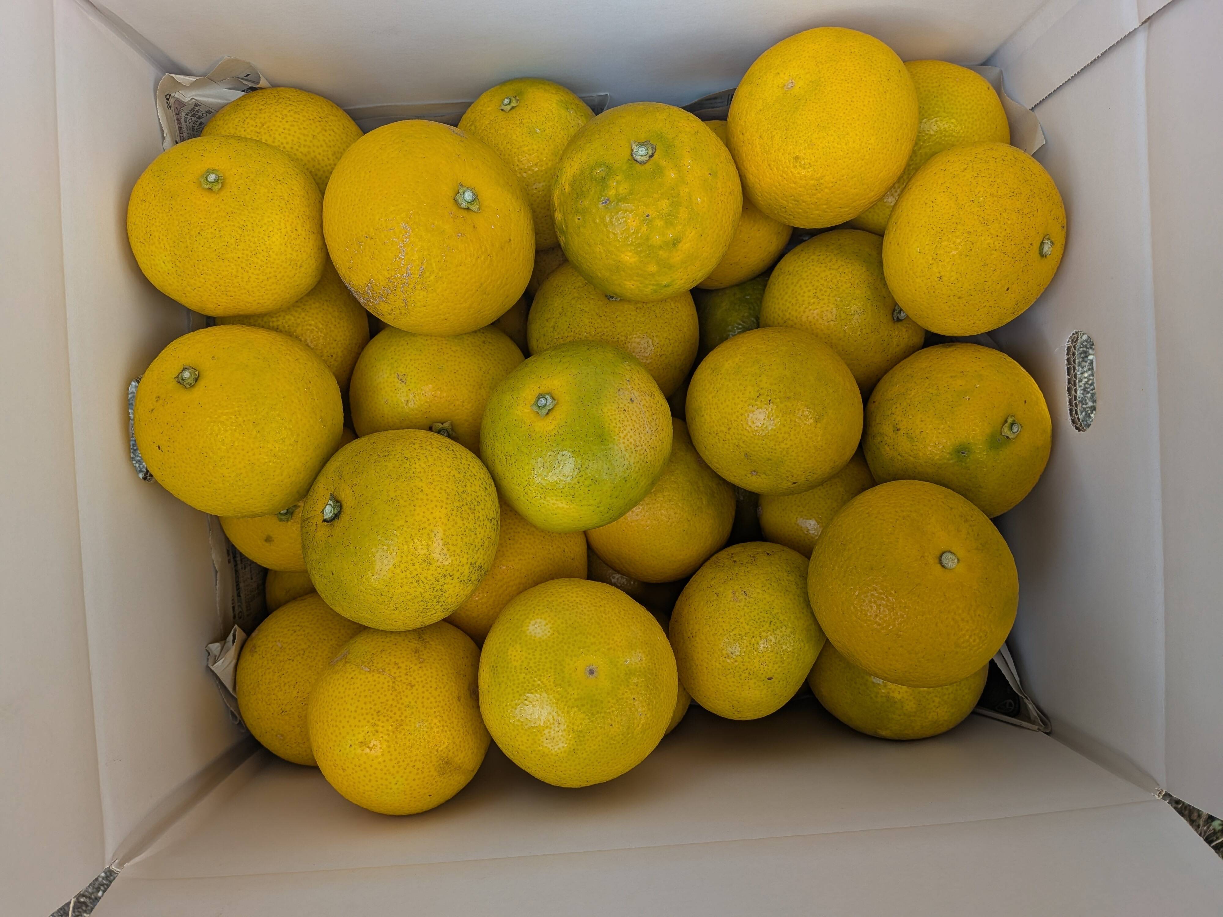 本日便発送可能　ハチク約10kg 新鮮 農薬不使用 楽天市場】液肥散布 かんたん液肥希釈キット GHZ101N41 タカギ takagi