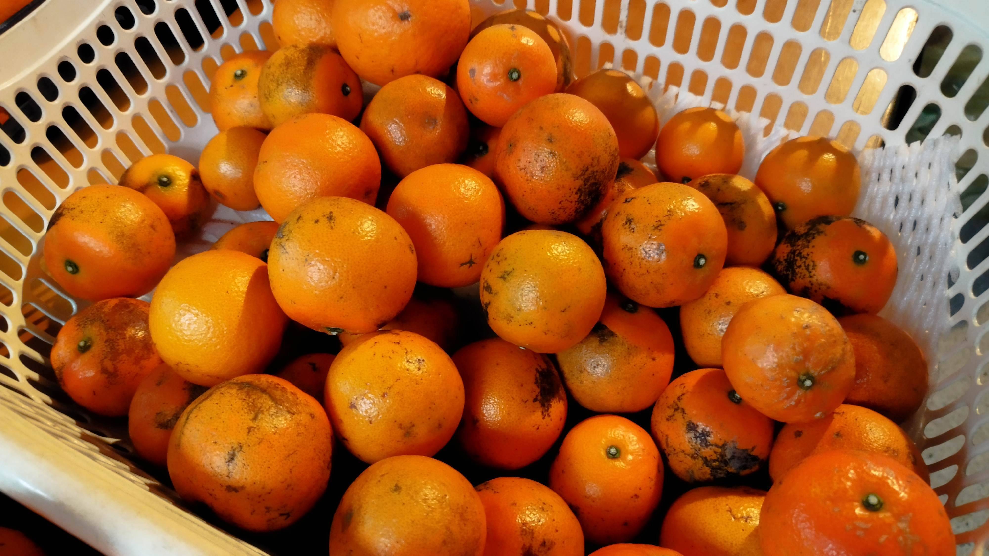 訳あり加工用】島たんかん🍊農薬不使用栽培○規格外5キロ+α‪○数量‬