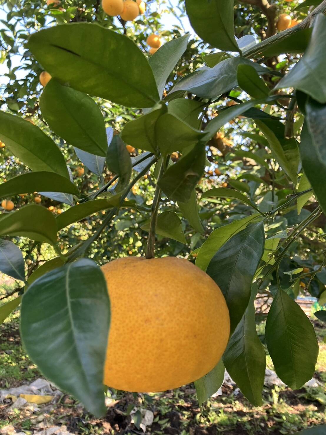 夏みかん 鹿児島県産「甘夏みかん」家庭用箱込み5kg：鹿児島県産のみかん