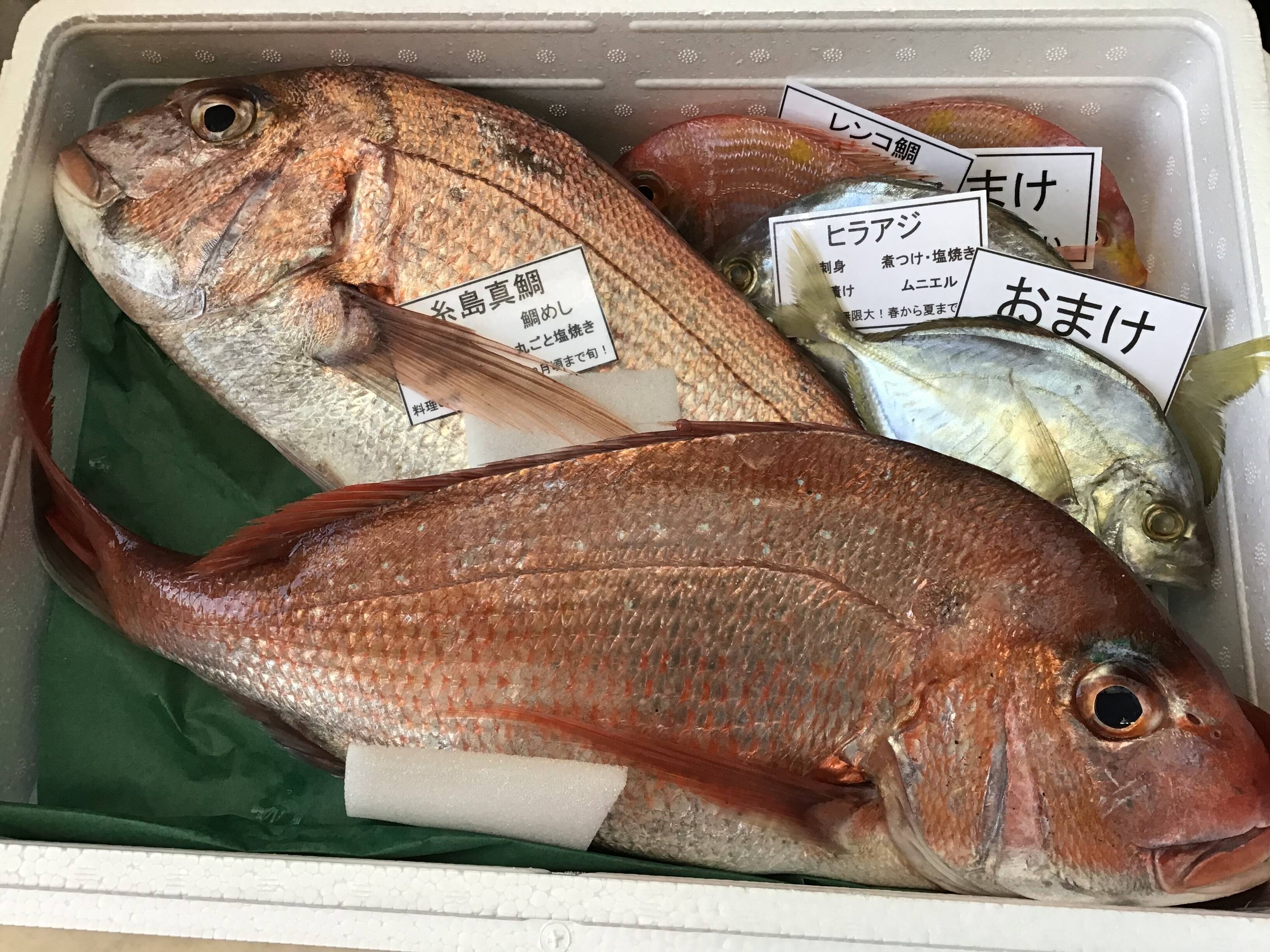 荒波に耐えた 天然糸島真鯛2匹セット 1匹800ｇ 1キロ 福岡県産 食べチョク 農家 漁師の産直ネット通販 旬の食材を生産者直送