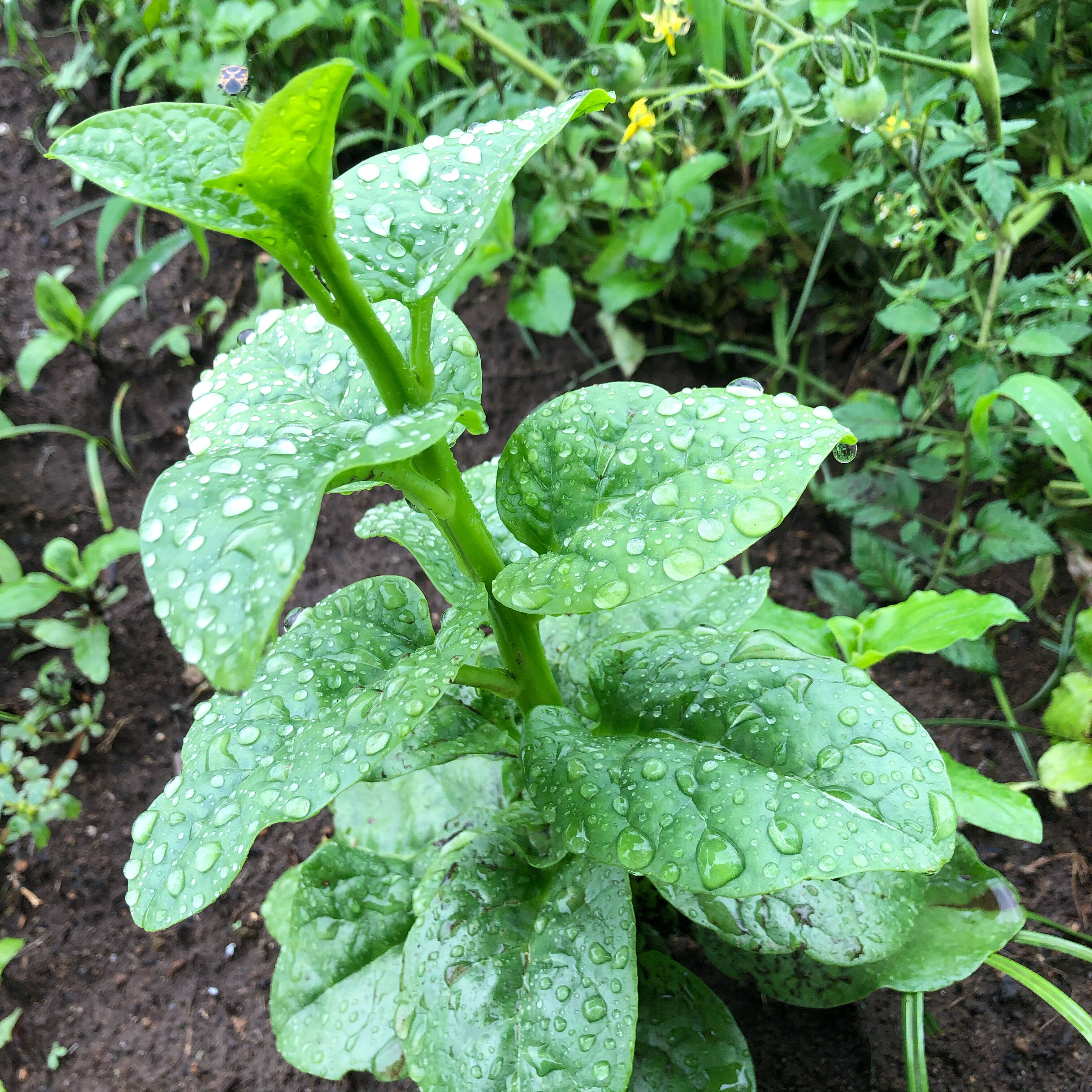 低廉 つるむらさき 緑黄色の夏野菜です 福岡産 gts.com.pe