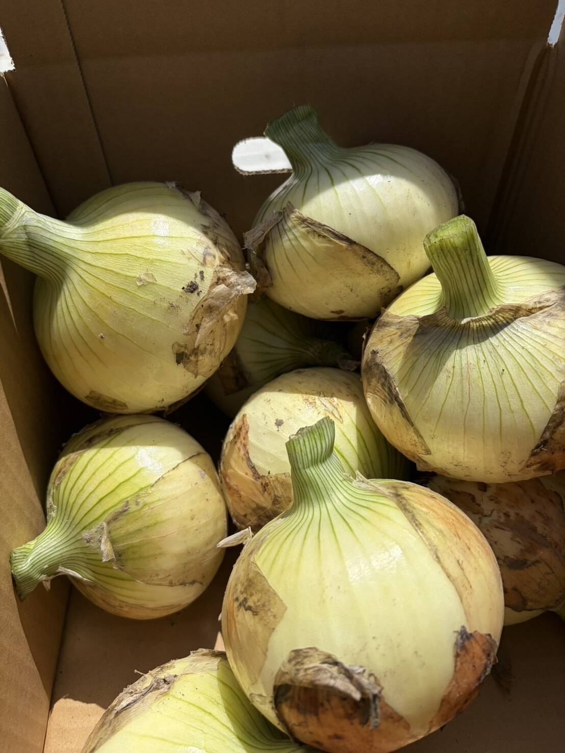 ＜秀品10kg×2箱＞淡路島産 新玉ねぎ七宝早生 高糖度 新たまねぎ とにかく甘い！淡路島 新玉ねぎ 品種:七宝（秀品・10kg）：兵庫県産の