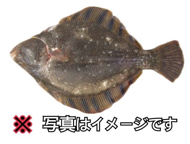 知床らうす直送 現品限り【カレイの王様】 マツカワガレイ 1kg