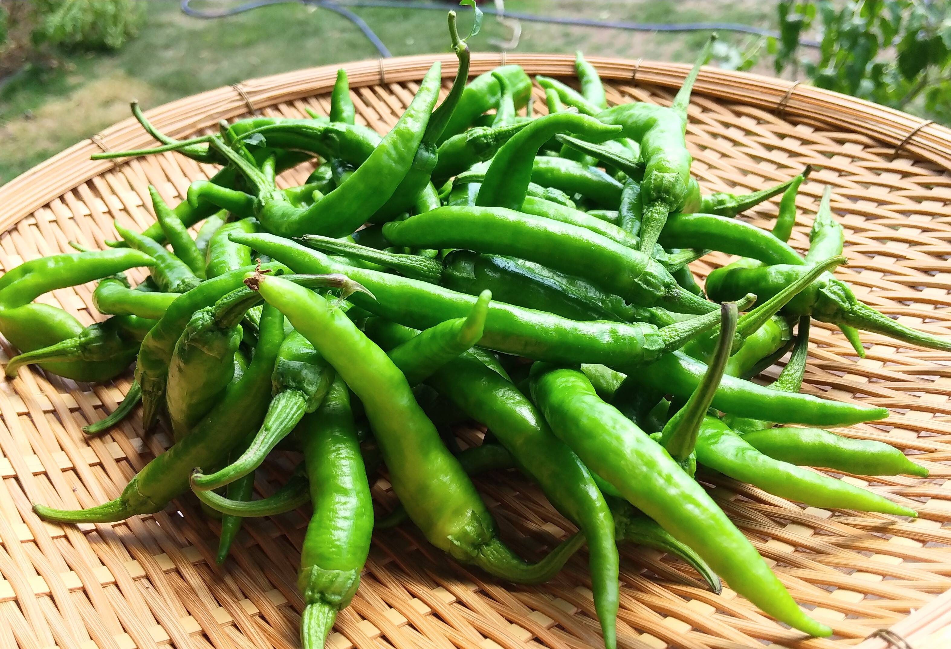 辛くない 甘長唐辛子 伏見唐辛子 農薬不使用 0ｇ 鹿児島県産の野菜 食べチョク 産地直送 産直 お取り寄せ通販 農家 漁師から旬の食材を直送