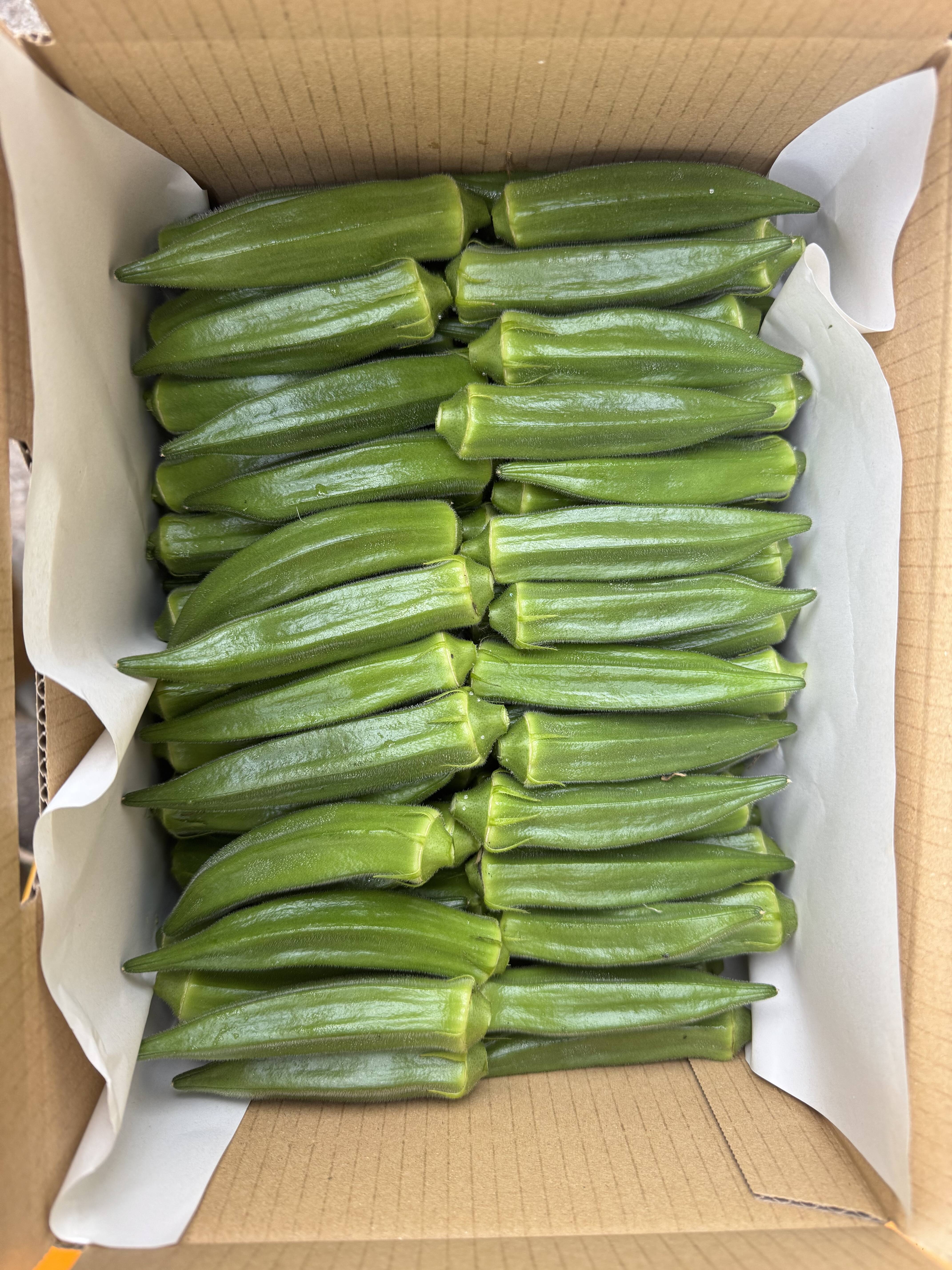 朝採れ新鮮‼️鹿児島・指宿産オクラ（正品）】100本入り：鹿児島県産の