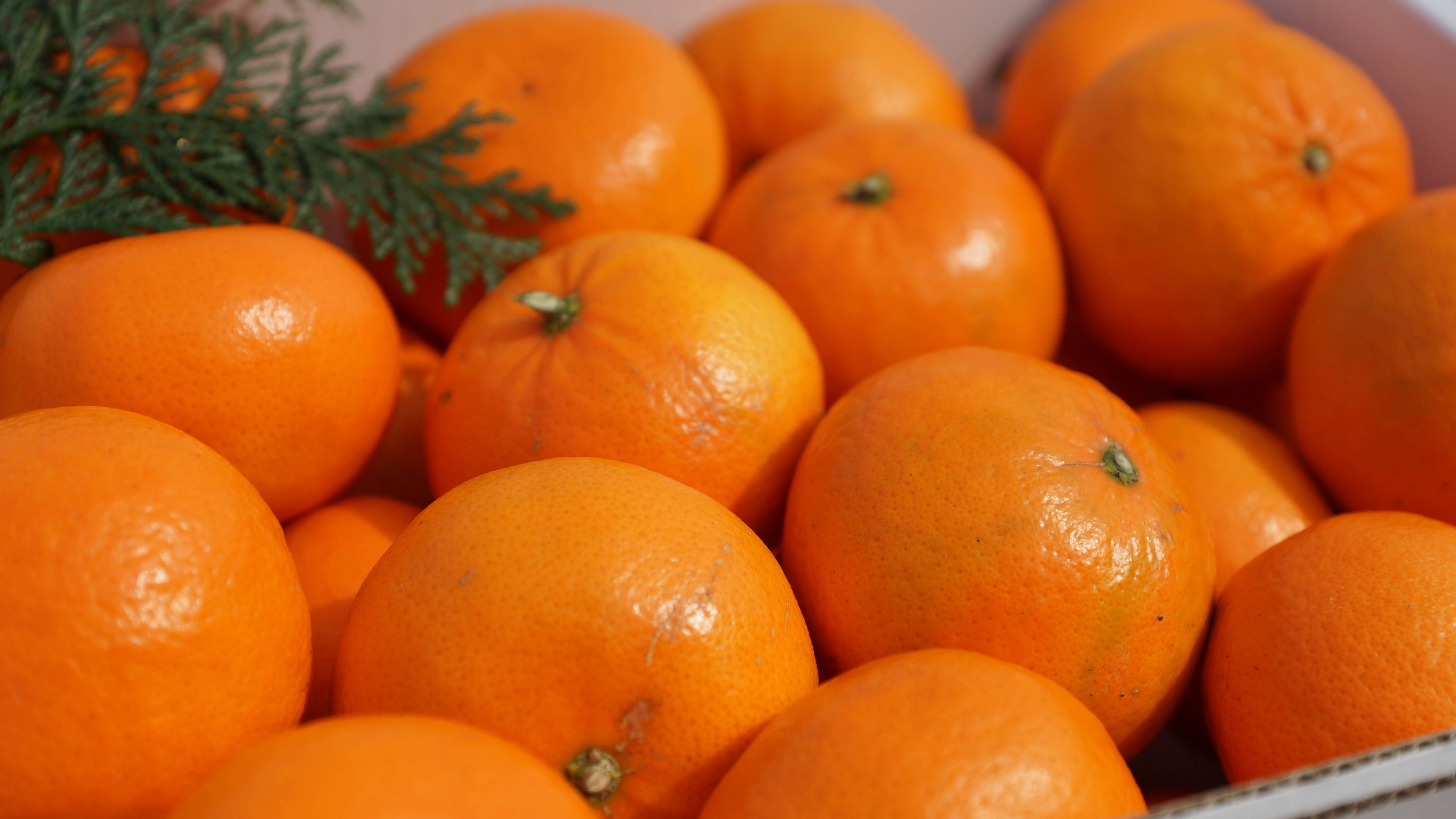 大中小サイズ混合】「麗紅」（れいこう）5kg：和歌山県産のみかん