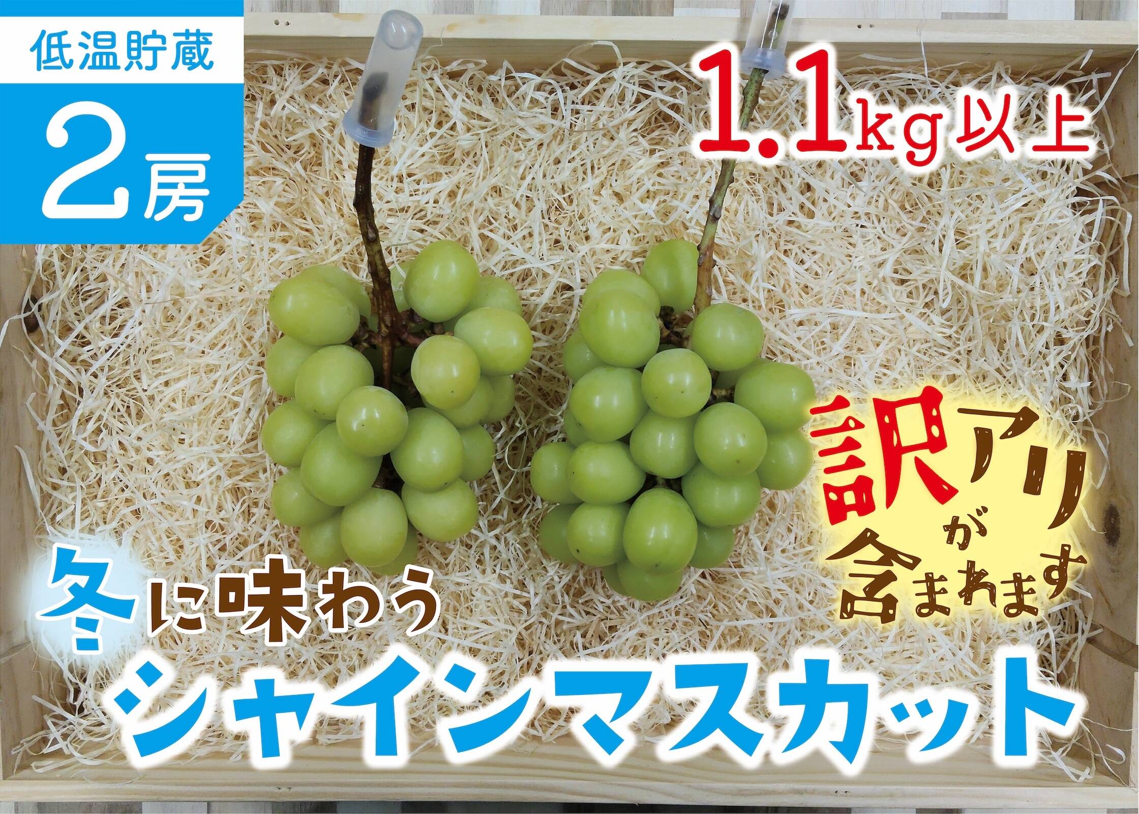 □訳あり□冬に味わうシャインマスカット！低温貯蔵2房セット：長野県 