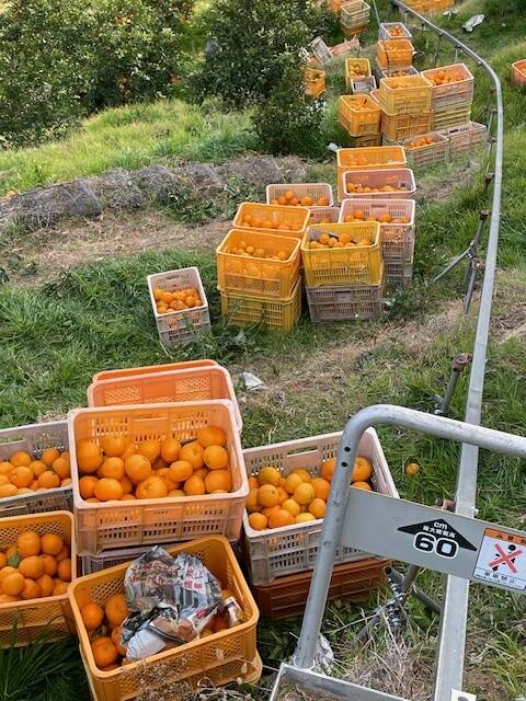 箱込3.3kg倉橋ミカン食べてクレ園の、はるみ 広島県 倉橋島はるみ