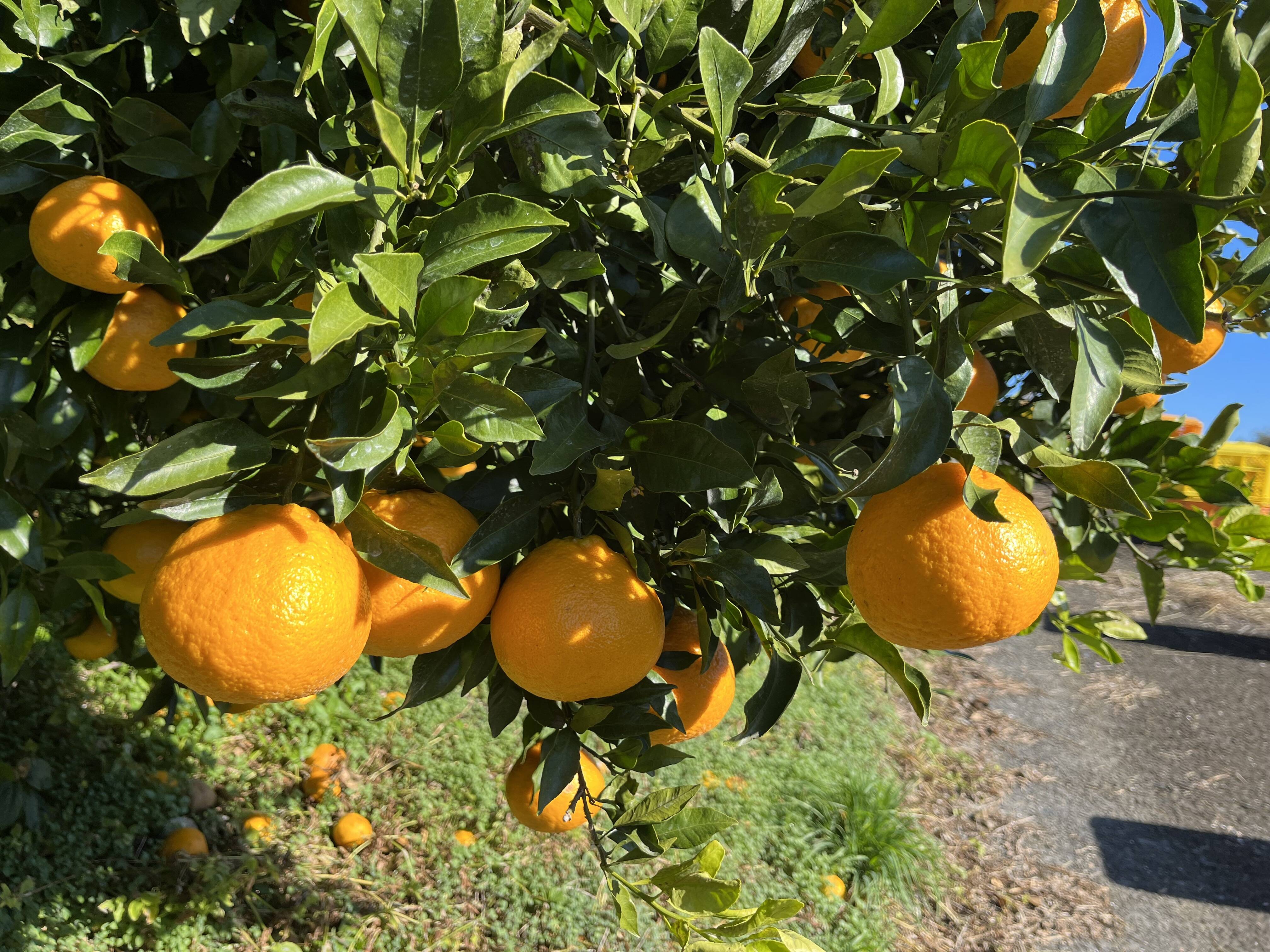 加工用 熊本県産 小玉 不知火 (肥の豊) 箱込み10kg：熊本県産の
