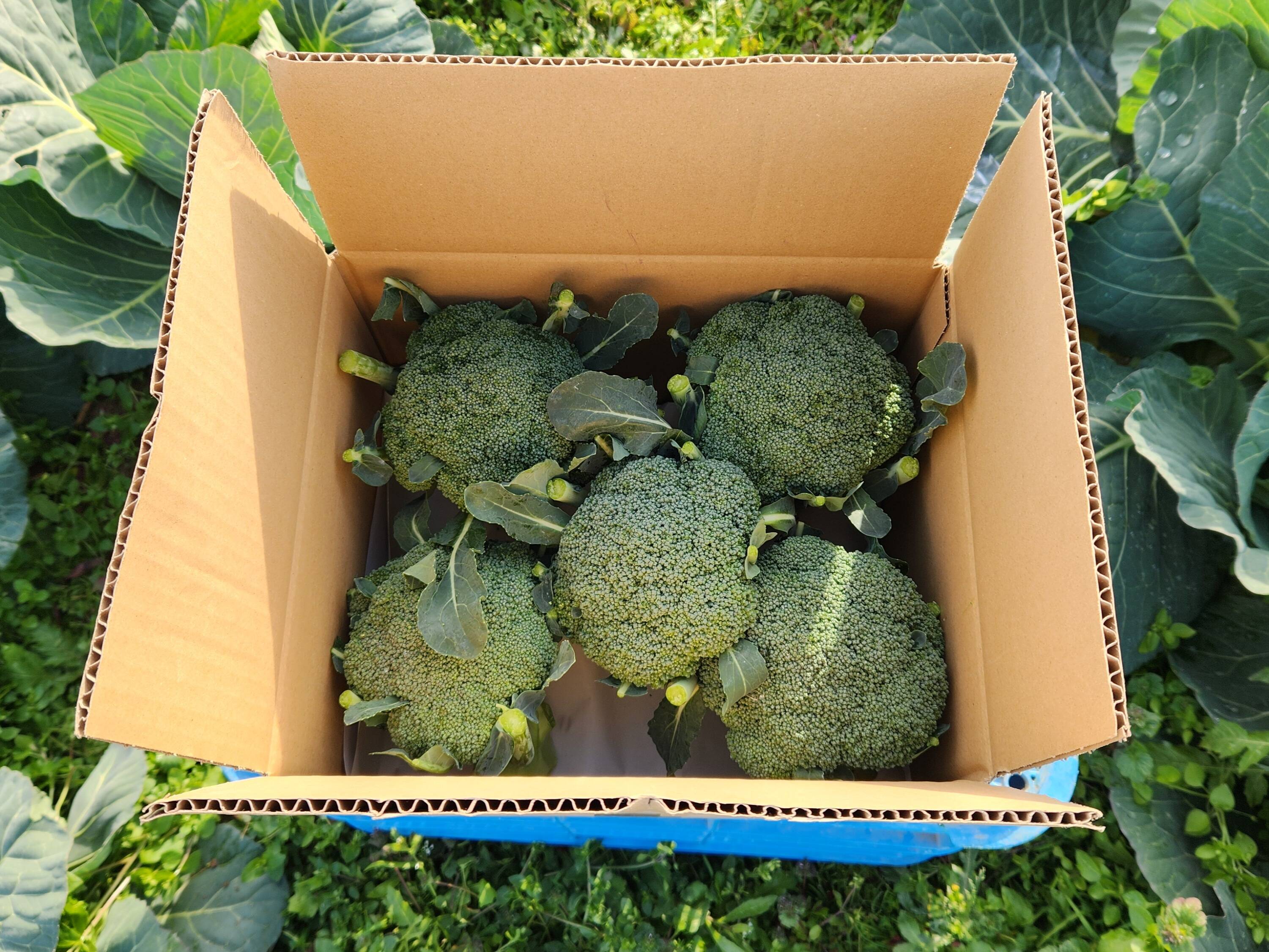栄養満点！ブロッコリー【ピクセル】5個：福島県産のピクセル｜食べ