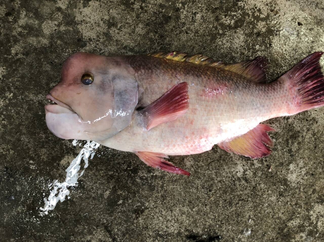 シーマン（コブダイ）5キロ：香川県産の魚介類｜食べチョク｜産地直送(産直)お取り寄せ通販 - 農家・漁師から旬の食材を直送