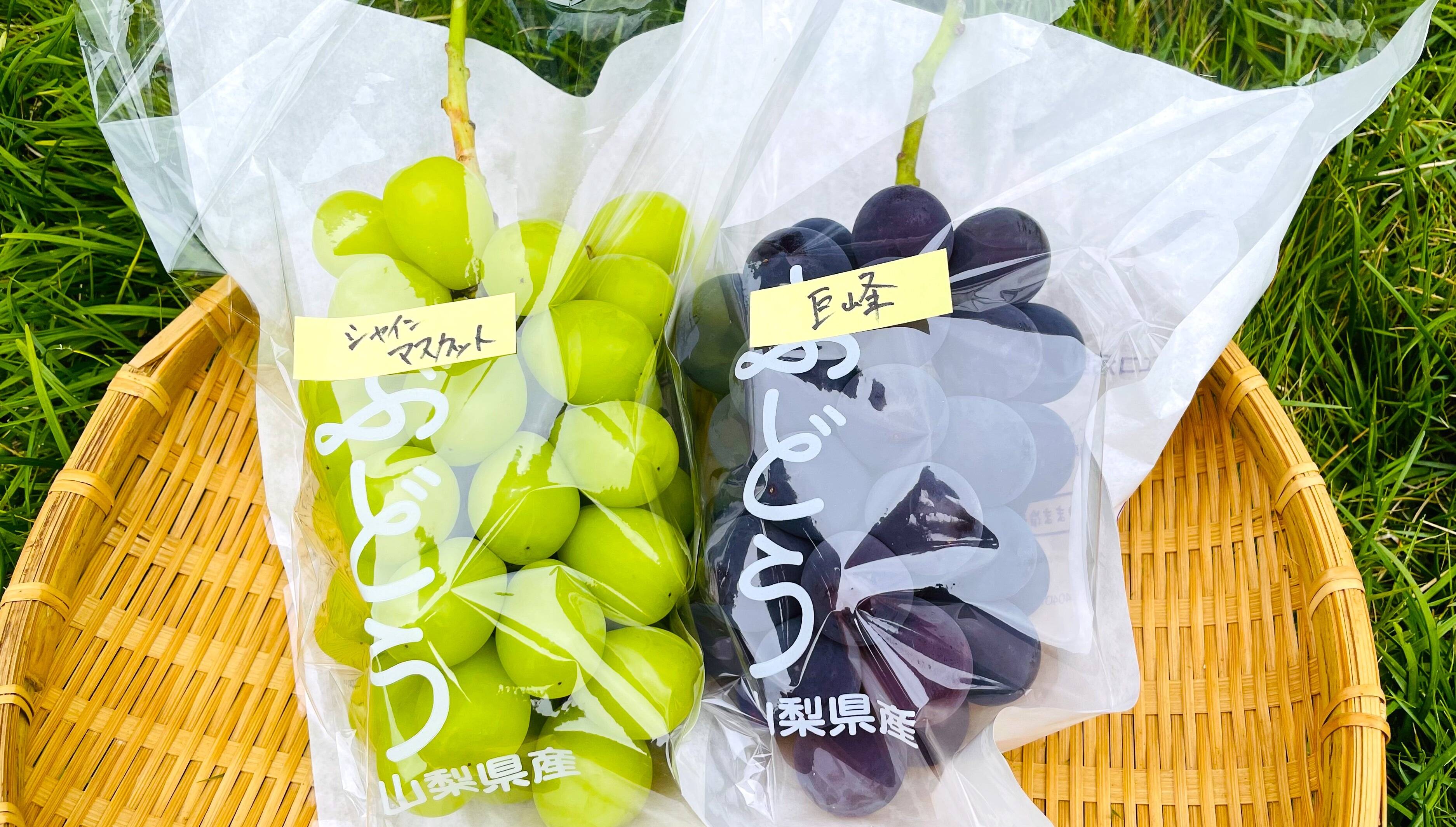 農薬節約栽培】巨峰、シャインマスカット(種なし) 1キロ箱