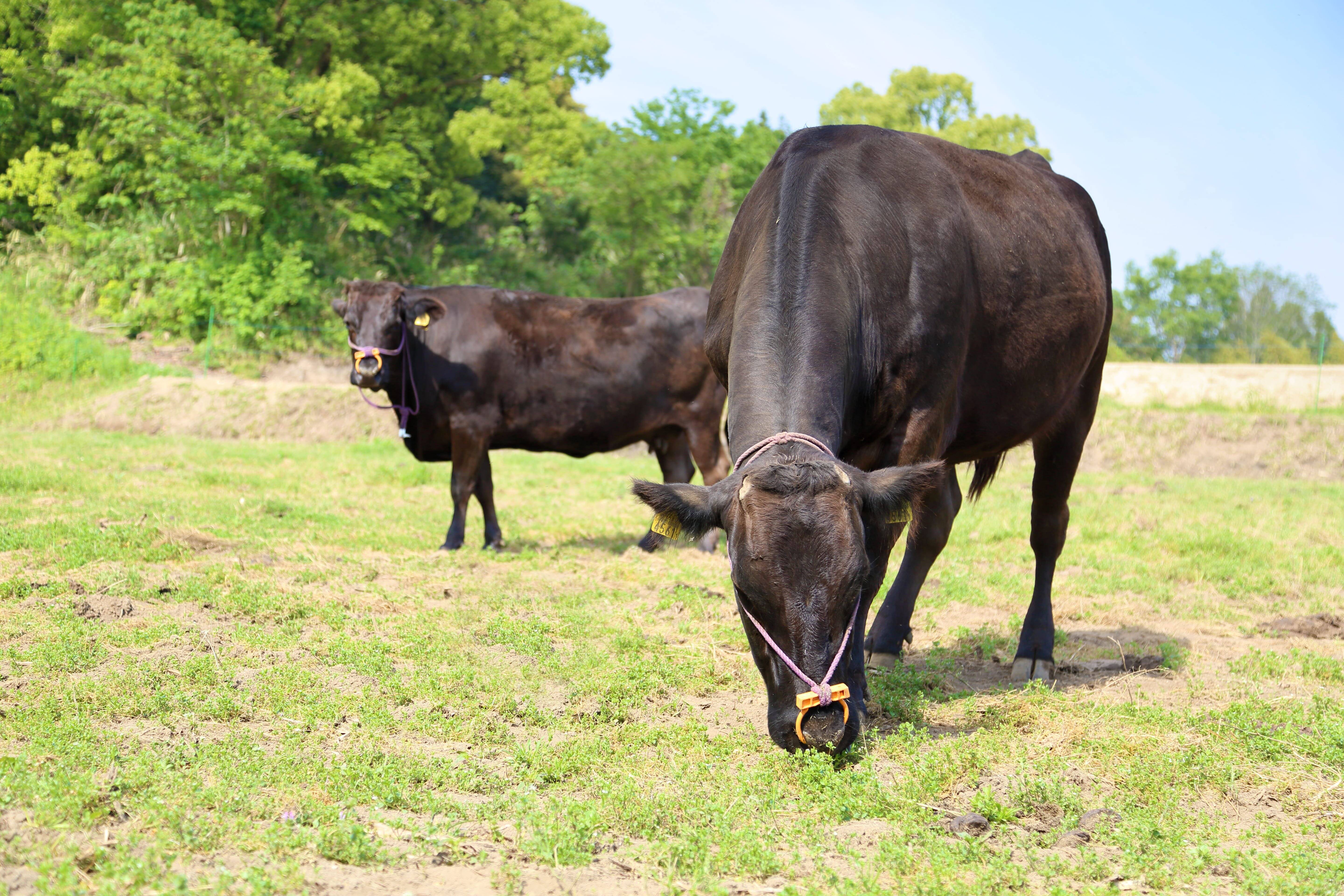 さかうえの紹介 鹿児島県 食べチョク 農家 漁師の産直ネット通販 旬の食材を生産者直送