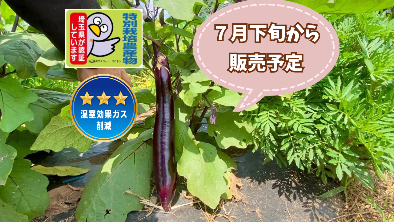 自然栽培🍀自家採種】とろける美味しさ🍆新長崎長なす約500g（6本