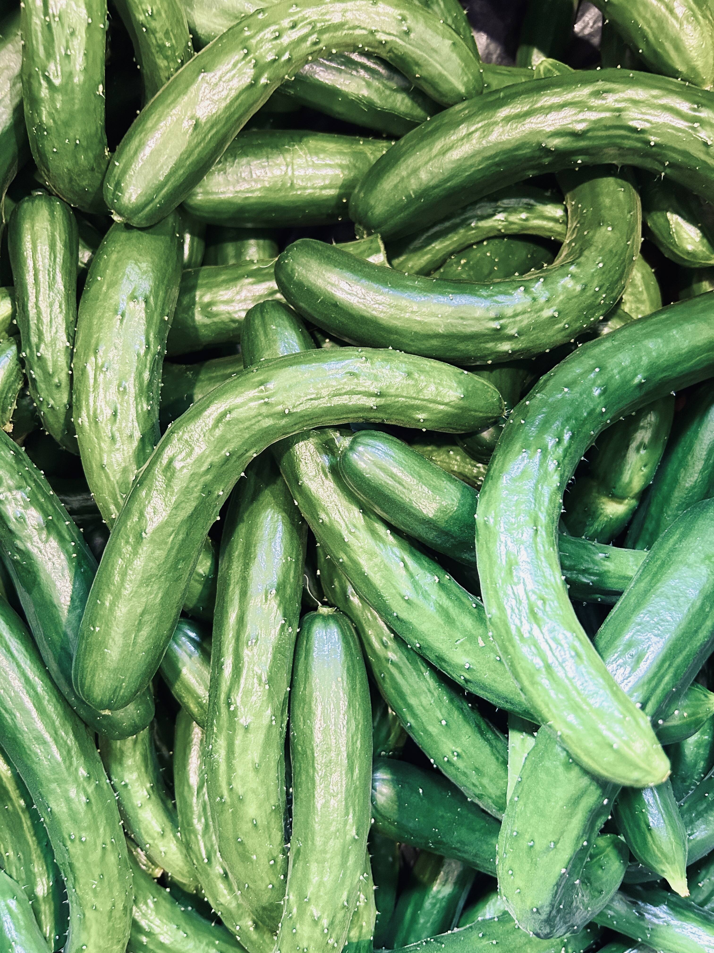 トゲが鮮度の証！訳あり『おのんきゅうり』(5kg)【クール便】：長崎県