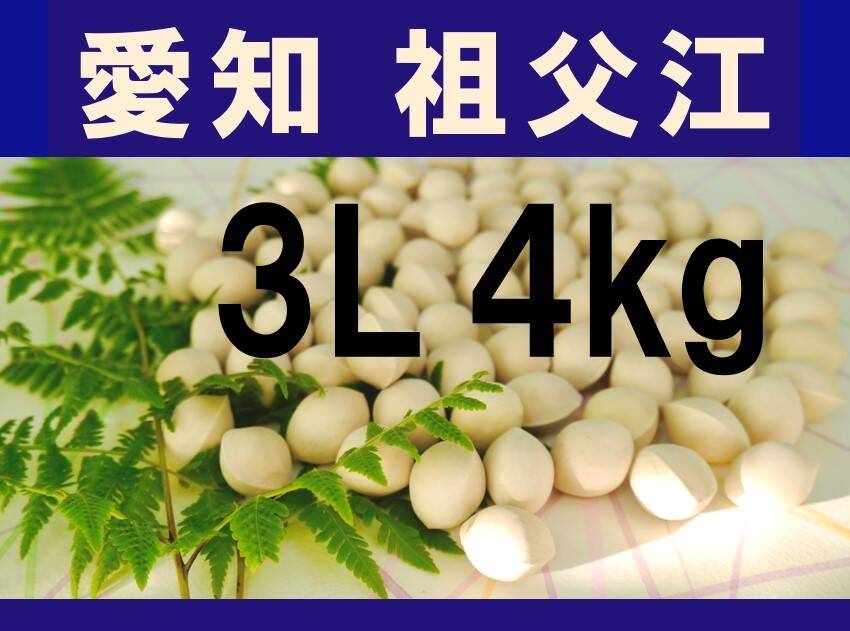 2026年新物！ 愛知県 祖父江産 久寿ぎんなん 銀杏 3L 4kg ☆秋の味覚