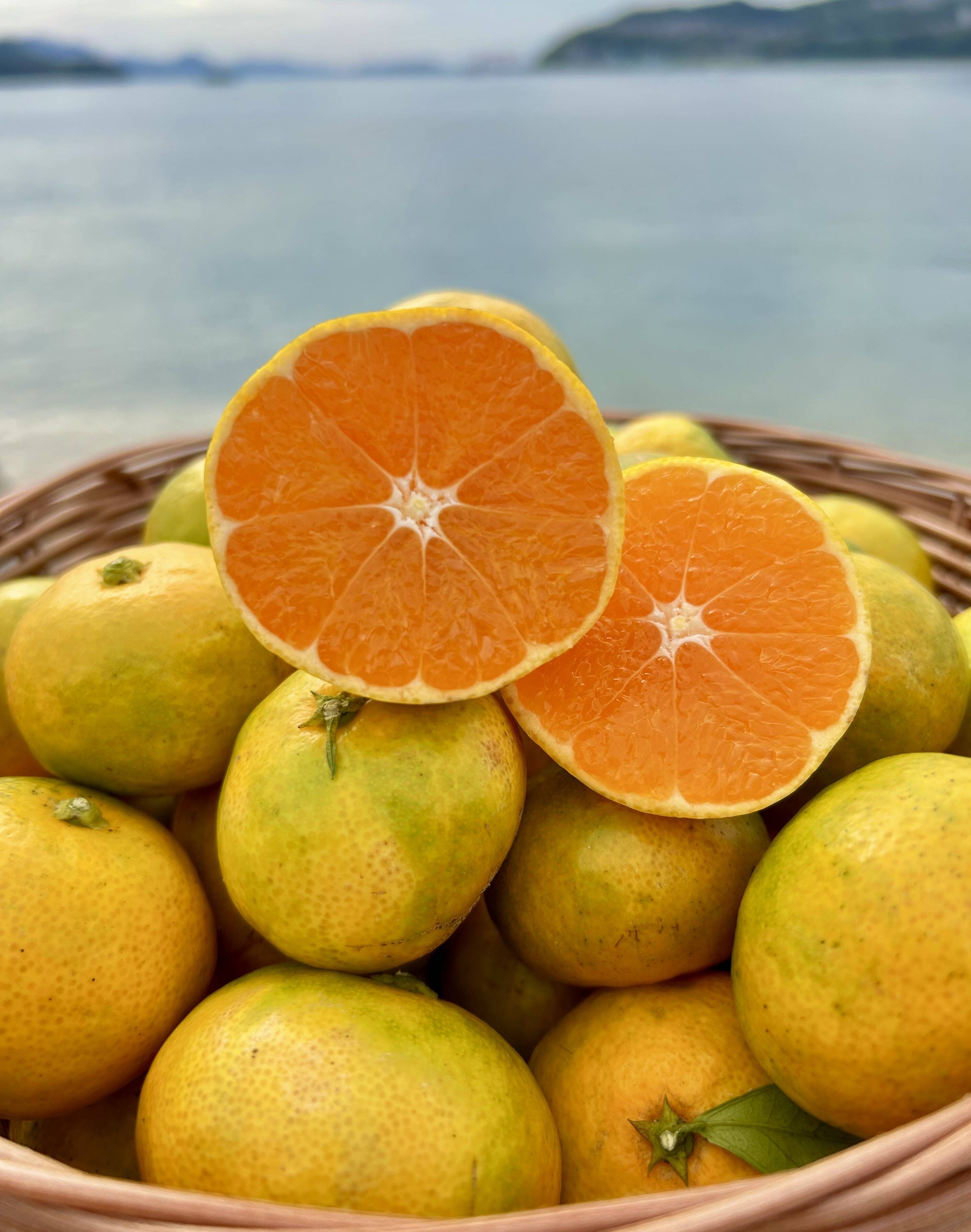 予約】〔大人気！小玉♪〕🍂今だけ！秋の始まりを告げる🍂🍊 極