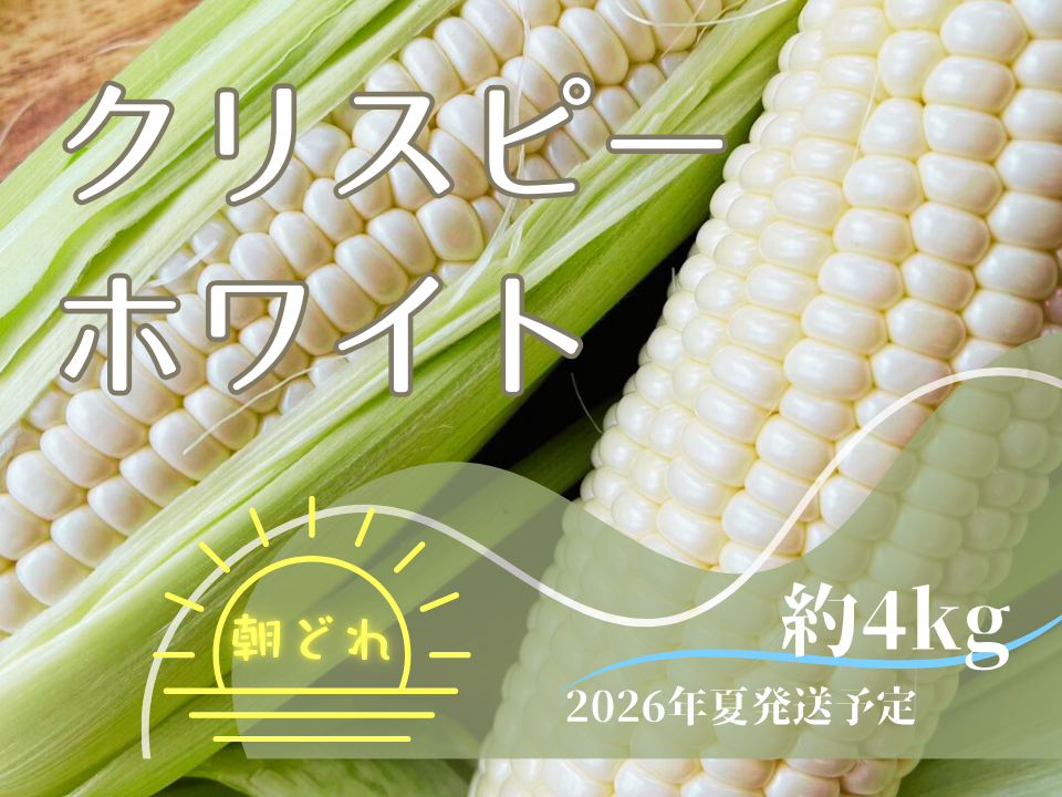 2026年7月夏発送【白いとうもろこし予約販売】 希少種クリスピー