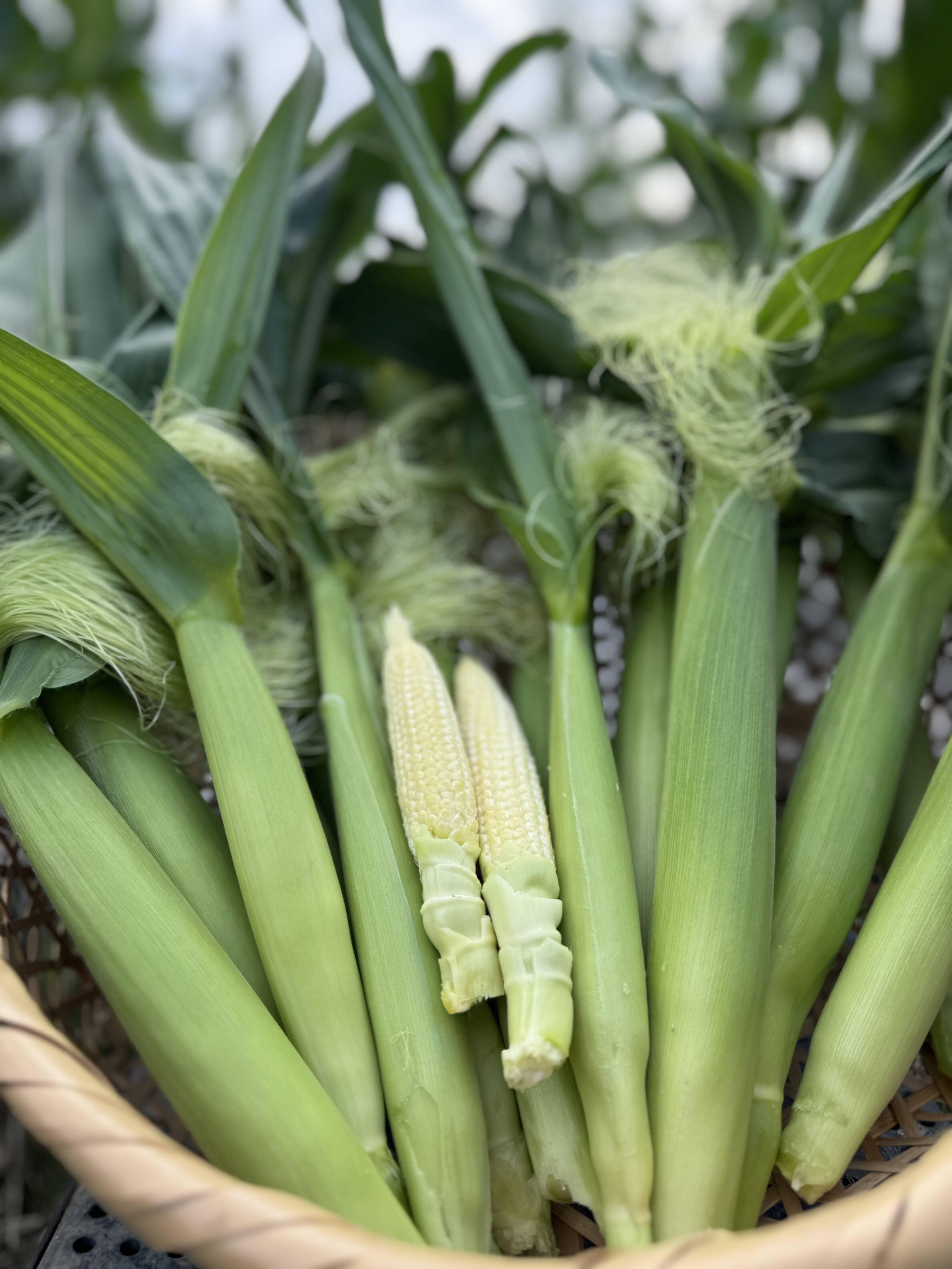 朝採り野菜】ヤングコーン 20本：熊本県産の味来｜食べチョク｜産地