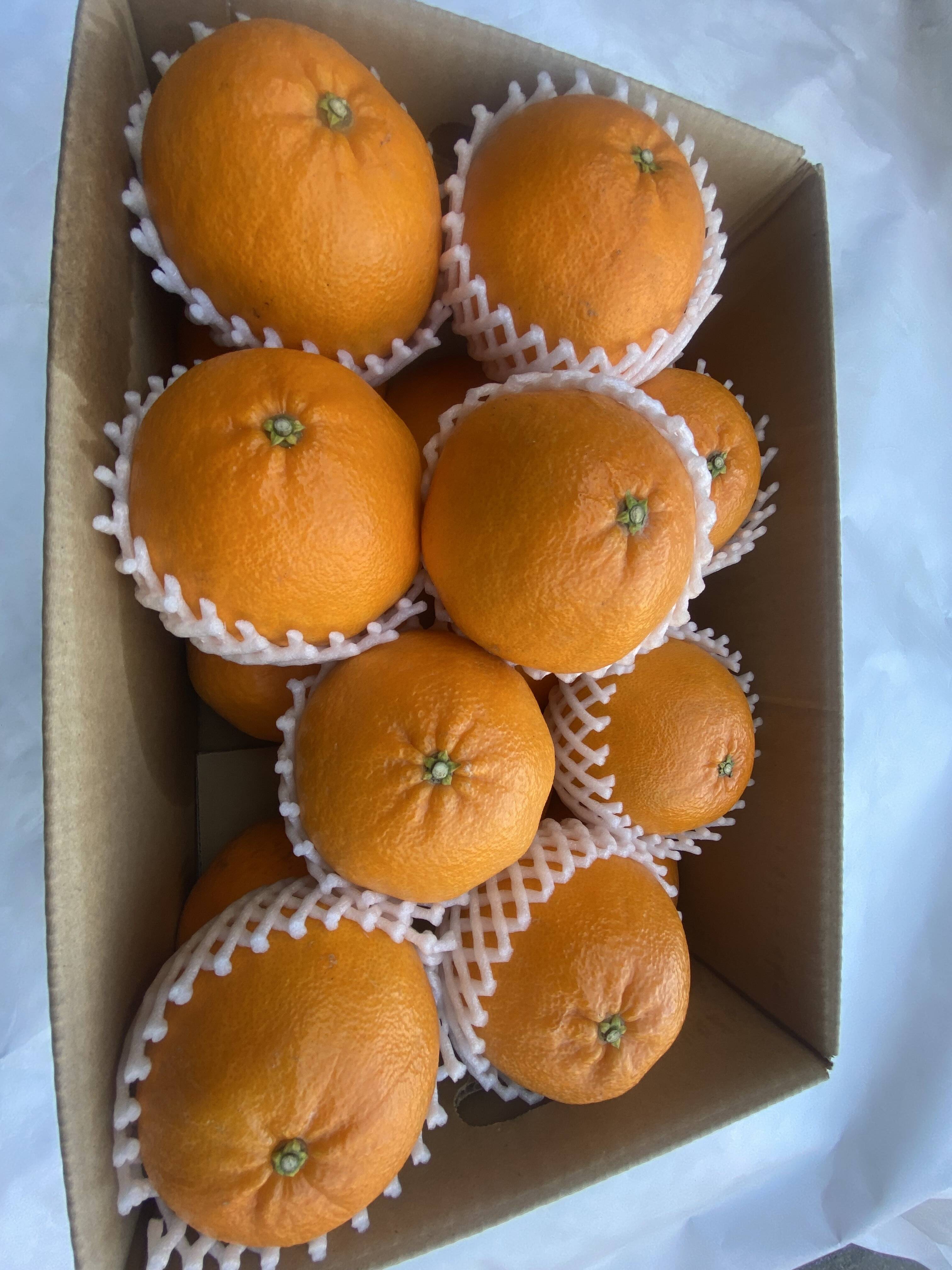 プチプチで濃厚な甘み！肥前ユース5キロ：佐賀県産の果物｜食べチョク 