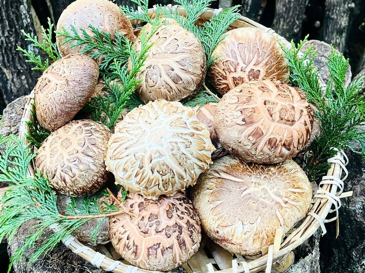 c545c1b112eb767764e8a30bd70e21