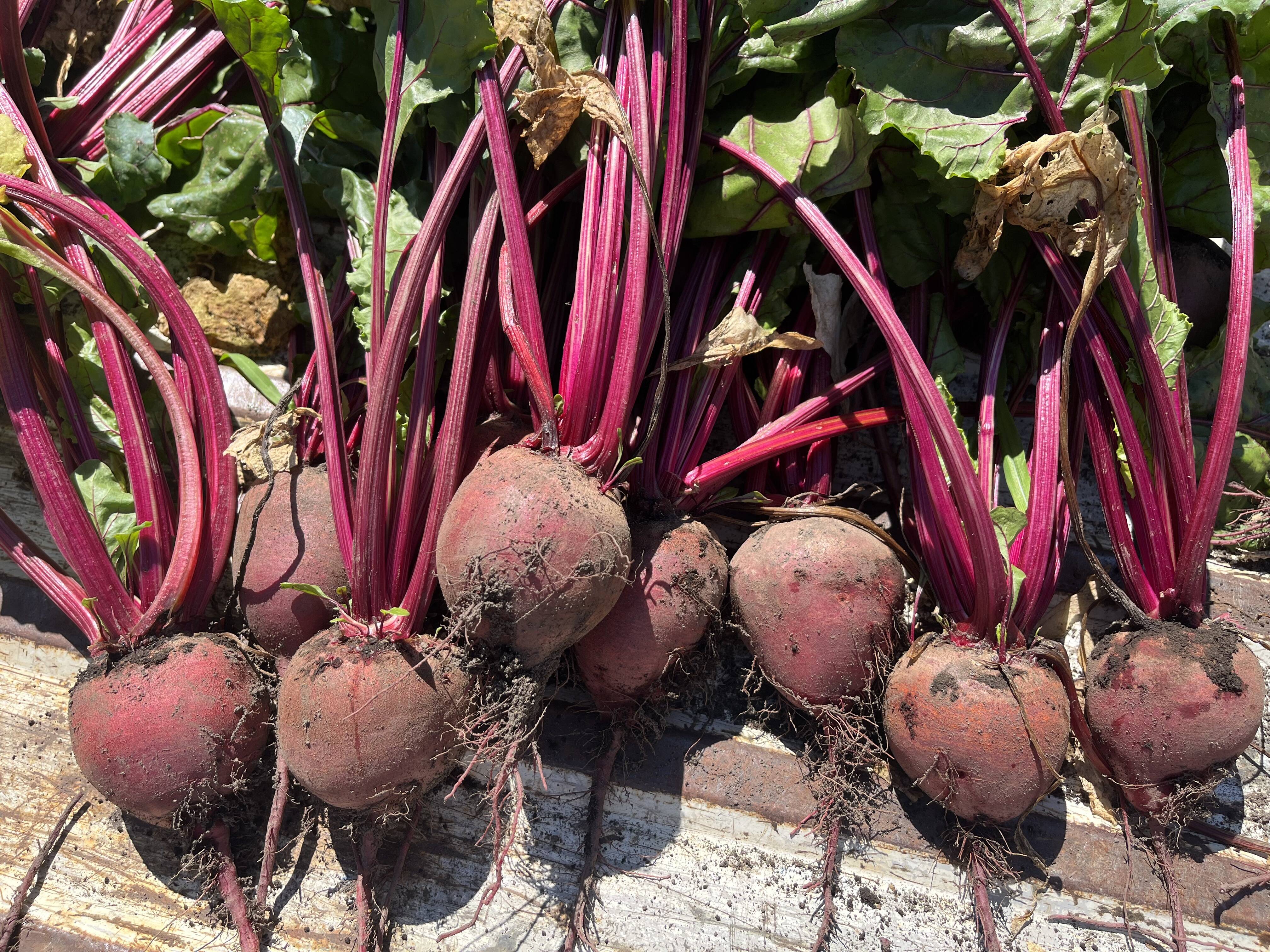 食べる血液をお手軽に！『十文字ビーツ（乾燥）の拍子切り』【80g×3