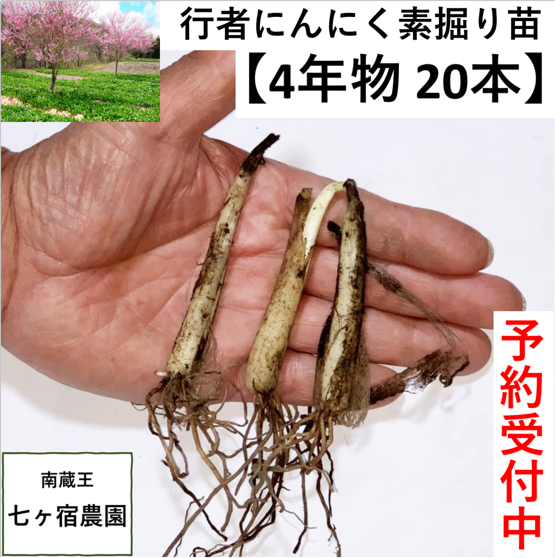 秋苗10月発送！】4年物 20本 行者にんにくの苗根：宮城県産のその他