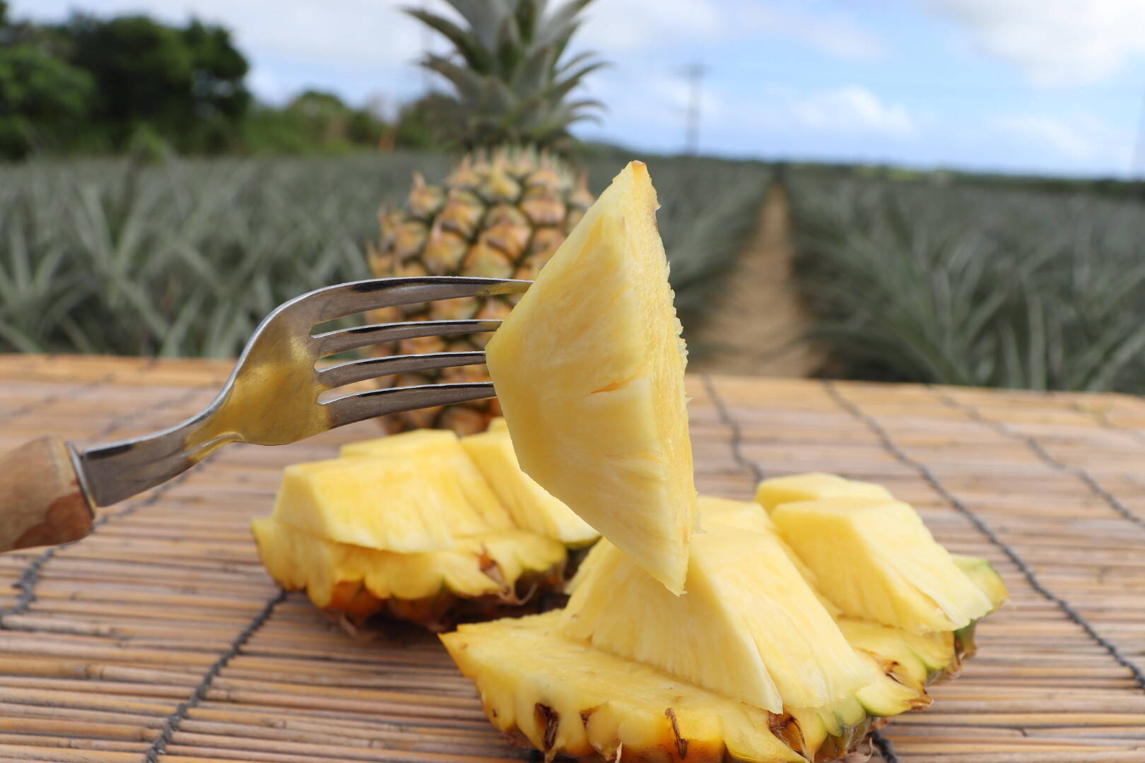 味に自信あり!】ちぎって食べれる!【石垣島産】 ボゴールパイン 味に自信あり!】ちぎって食べれる!【石垣島産】 ボゴールパイン