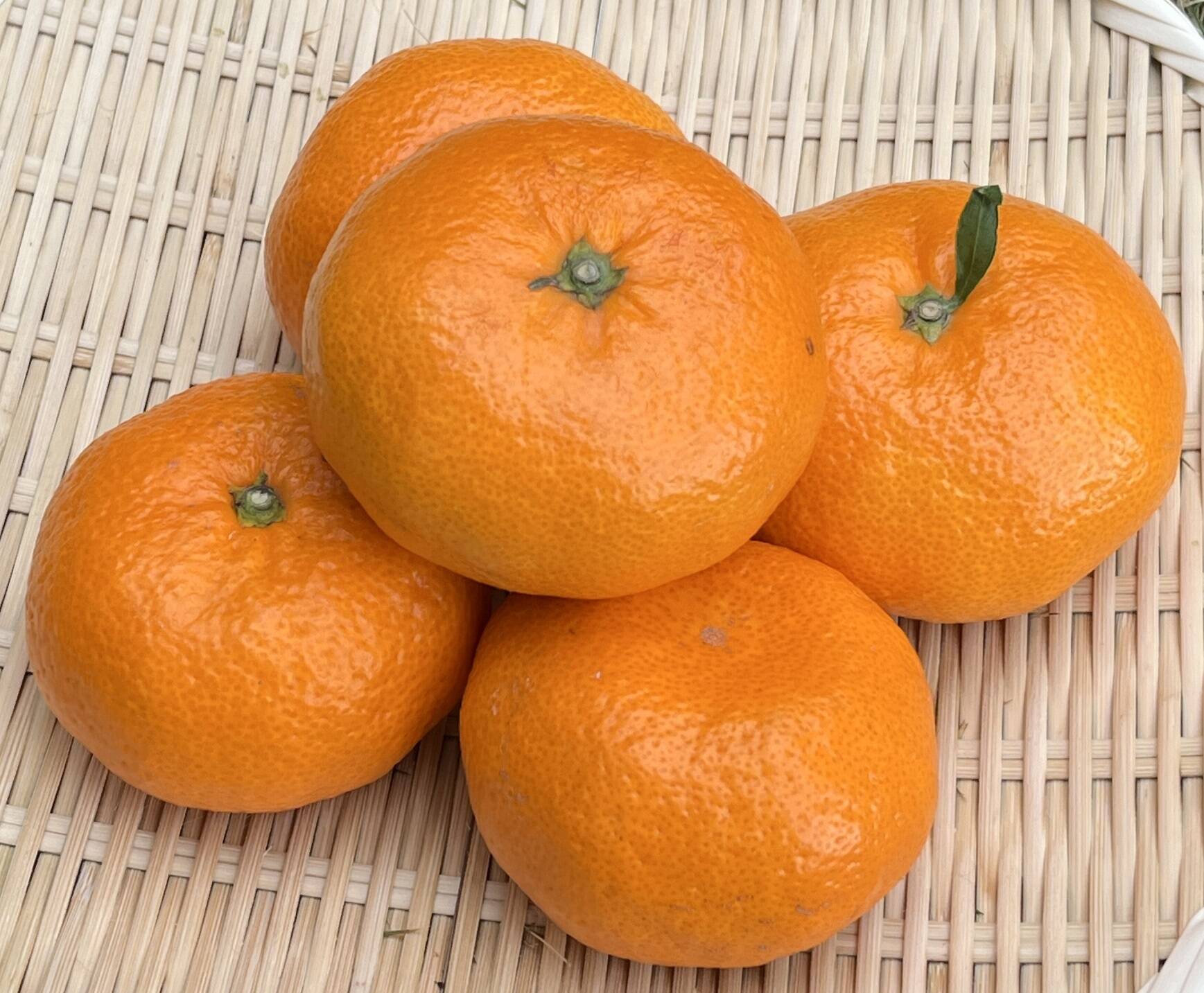 【雪）大津４号4Kg+南柑２０号6Kg+ネーブル4Kg　　同梱発送 楽天市場】果樹の苗/ミカン：南柑20号（温州みかん）4.5号