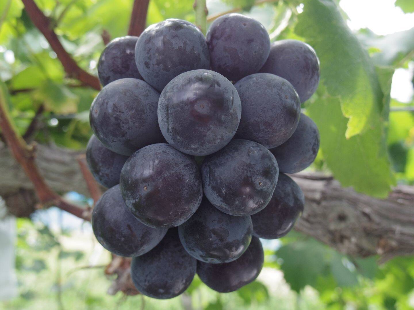 c55853ea9146776cb3f81060492a24