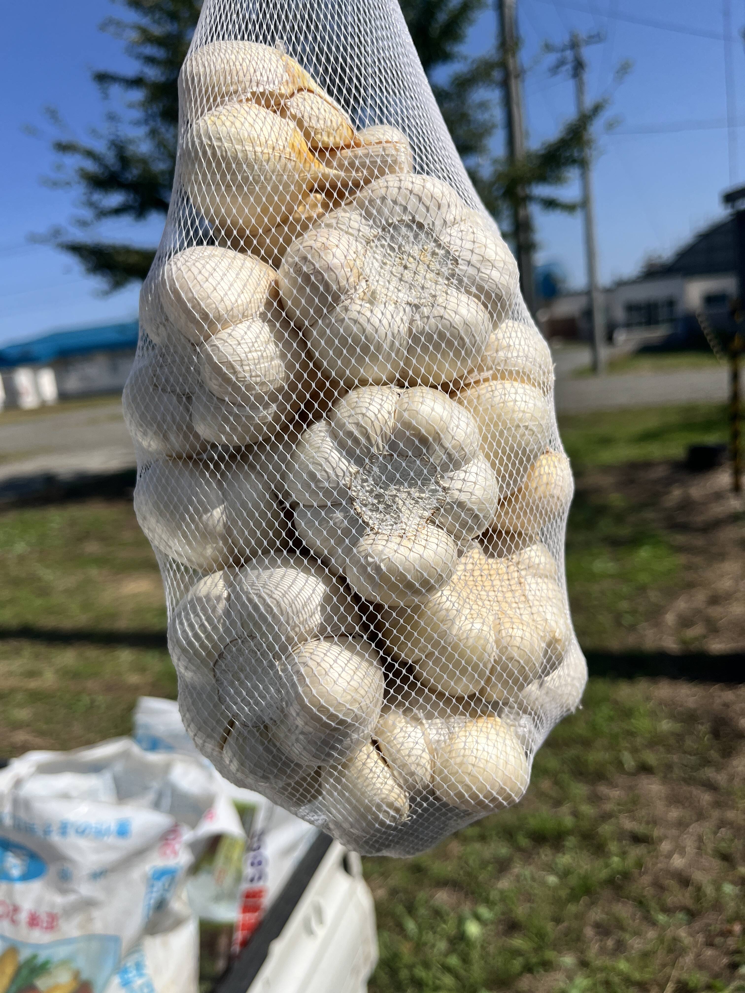 にんにくの王様 青森にんにく『白玉王』レギュラー規格 特大玉(ご家庭