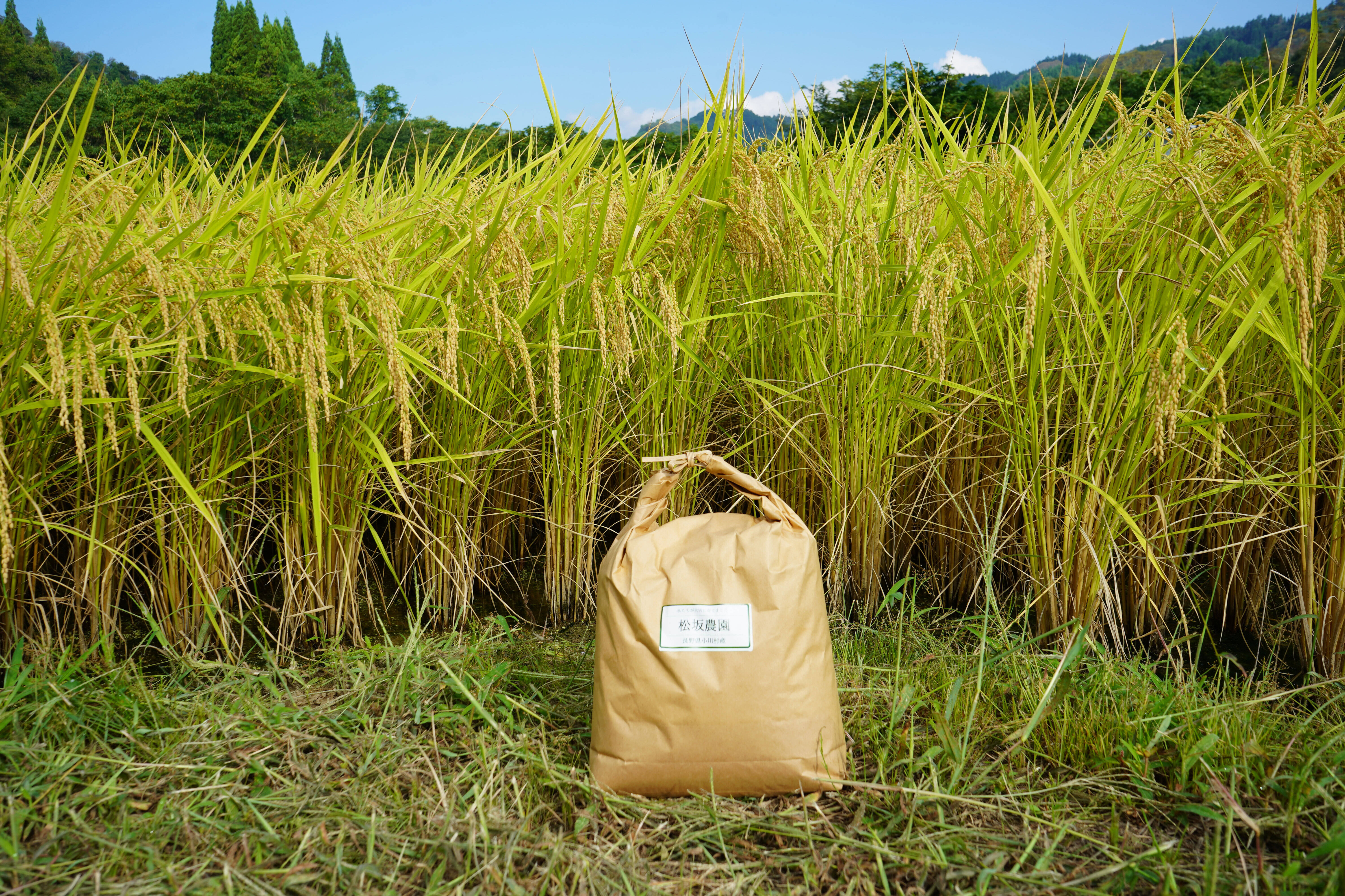 令和6年新米 長野県産「コシヒカリ」10Kg：長野県産のコシヒカリ｜食べ