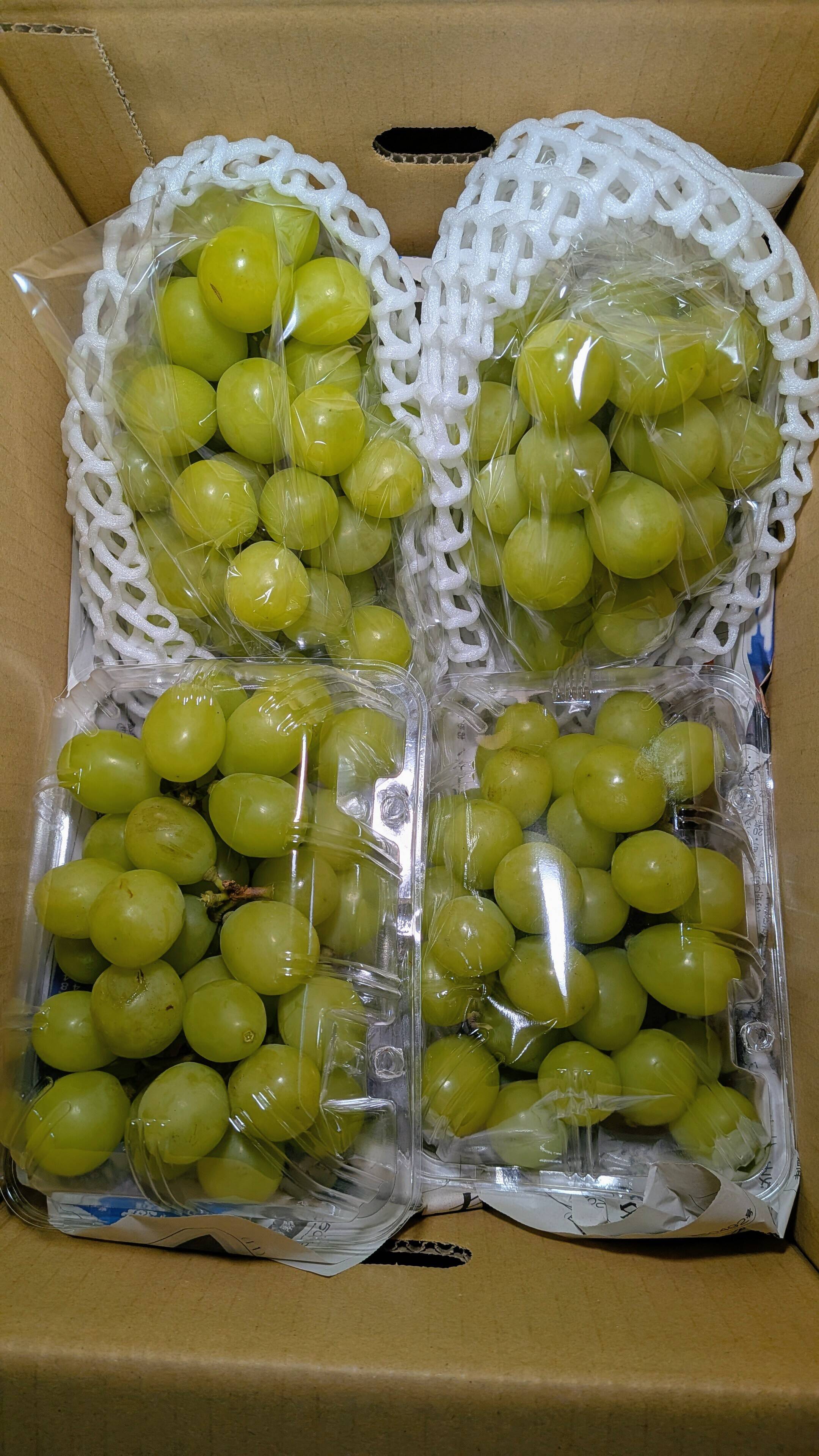 山形県産　シャインマスカット　約2キロ入り シャインマスカット家庭用2kg：山形県産のシャインマスカット｜食べ
