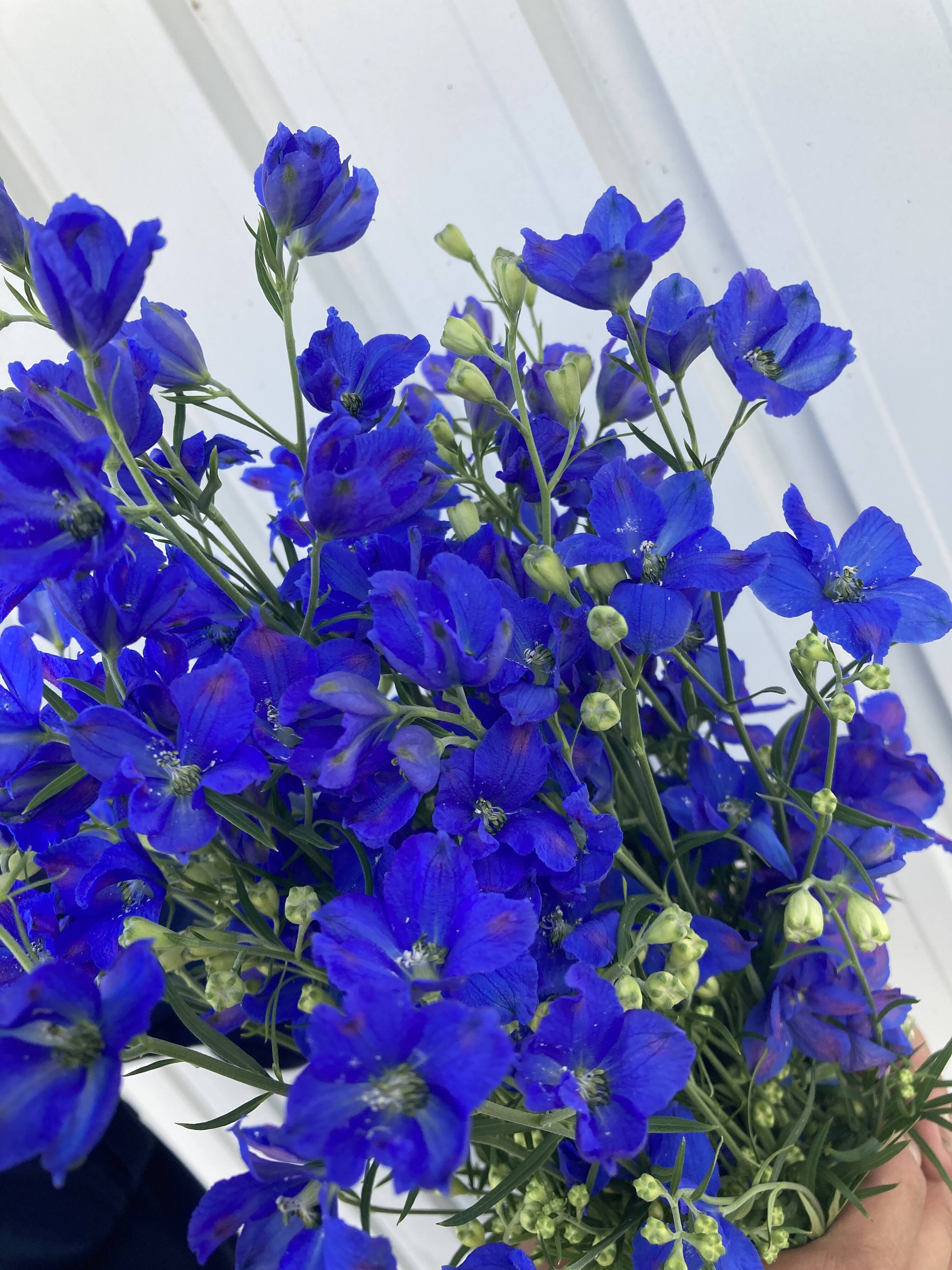 この時期にしか買えない 青色 水色ミックスのデルフィニウムが食べチョクに初登場 食べチョク 産地直送 産直 お取り寄せ通販 農家 漁師から旬の食材を直送